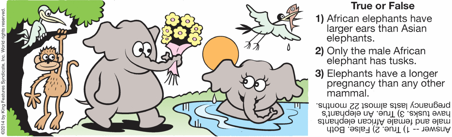 Illustration OCR: True or False 1) African elephants have larger ears than Asian elephants. 2) Only the male African elephant has tusks. 3) Elephants have a longer pregnancy than any other mammal. pregnancy lasts almost 22 months. have tusks. 3) True. An elephant's male and female African elephants 1) True. 2) False. Both Answer -- True or False 1) African elephants have larger ears than Asian elephants. 2) Only the male African elephant has tusks. 3) Elephants have a longer pregnancy than any other mammal. pregnancy lasts almost 22 months. have tusks. 3) True. An elephant's male and female African elephants 1) True. 2) False. Both Answer --