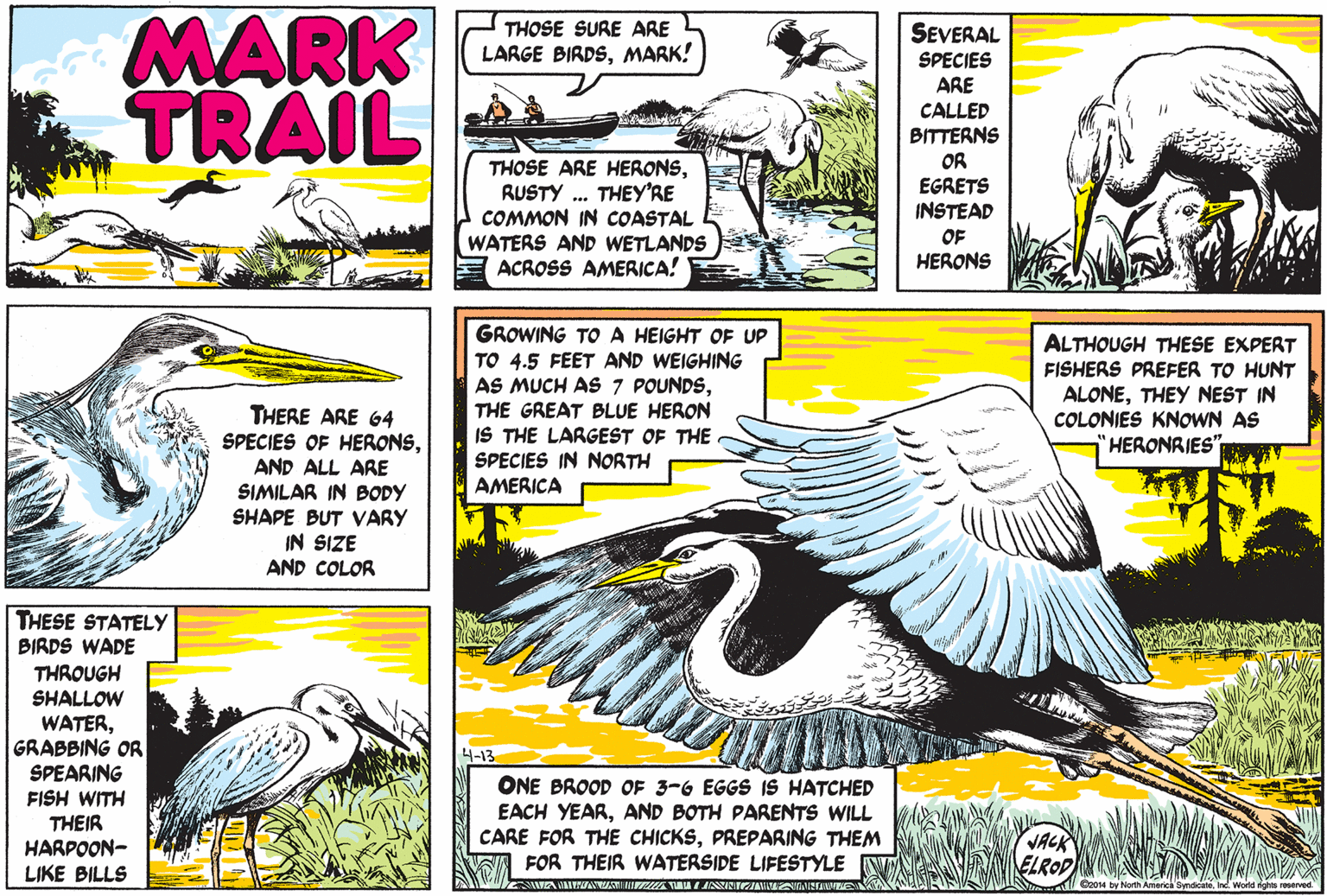Art OCR: MARK TRAIL THOSE SURE ARE LARGE BIRDSMARK! SEVERAL SPECIES ARE THOSE ARE HERONSRUSTY . THEY'RE COMMON IN COASTAL WATERS AND WETLANDS ACROSS AMERICA! CALLED BITTERNS OR EGRETS INSTEAD OF HERONS GROWING TOA HEIGHT OF UP TO 4.5 FEET AND WEIGHING AS MUCH AS 7 POUNDSALTHOUGH THESE EXPERT FISHERS PREFER TO HUNT ALONETHEY NEST IN COLONIES KNOWN AS HERONRIES" THE GREAT BLUE HERON THERE ARE 64 SPECIES OF HERONSAND ALL ARE SIMILAR IN BODY SHAPE BUT VARY IN SIZE AND COLOR IS THE LARGEST OF THE SPECIES IN NORTH AMERICA THESE STATELY BIRDS WADE THROUGH SHALLOW WATERGRABBING OR SPEARING FISH WITH THEIR 4-13 ONE BROOD OF 3-6 EGGS IS HATCHED EACH YEARAND BOTH PARENTS WILL CARE FOR THE CHICKSPREPARING THEM A FOR THEIR WATERSIDE LIFESTYLE HARPOON- LIKE BILLS VACK ELROD l e2014 by North Ameri swndcaWold fghts reserved MARK TRAIL THOSE SURE ARE LARGE BIRDSMARK! SEVERAL SPECIES ARE THOSE ARE HERONSRUSTY . THEY'RE COMMON IN COASTAL WATERS AND WETLANDS ACROSS AMERICA! CALLED BITTERNS OR EGRETS INSTEAD OF HERONS GROWING TOA HEIGHT OF UP TO 4.5 FEET AND WEIGHING AS MUCH AS 7 POUNDSALTHOUGH THESE EXPERT FISHERS PREFER TO HUNT ALONETHEY NEST IN COLONIES KNOWN AS HERONRIES" THE GREAT BLUE HERON THERE ARE 64 SPECIES OF HERONSAND ALL ARE SIMILAR IN BODY SHAPE BUT VARY IN SIZE AND COLOR IS THE LARGEST OF THE SPECIES IN NORTH AMERICA THESE STATELY BIRDS WADE THROUGH SHALLOW WATERGRABBING OR SPEARING FISH WITH THEIR 4-13 ONE BROOD OF 3-6 EGGS IS HATCHED EACH YEARAND BOTH PARENTS WILL CARE FOR THE CHICKSPREPARING THEM A FOR THEIR WATERSIDE LIFESTYLE HARPOON- LIKE BILLS VACK ELROD l e2014 by North Ameri swndcaWold fghts reserved