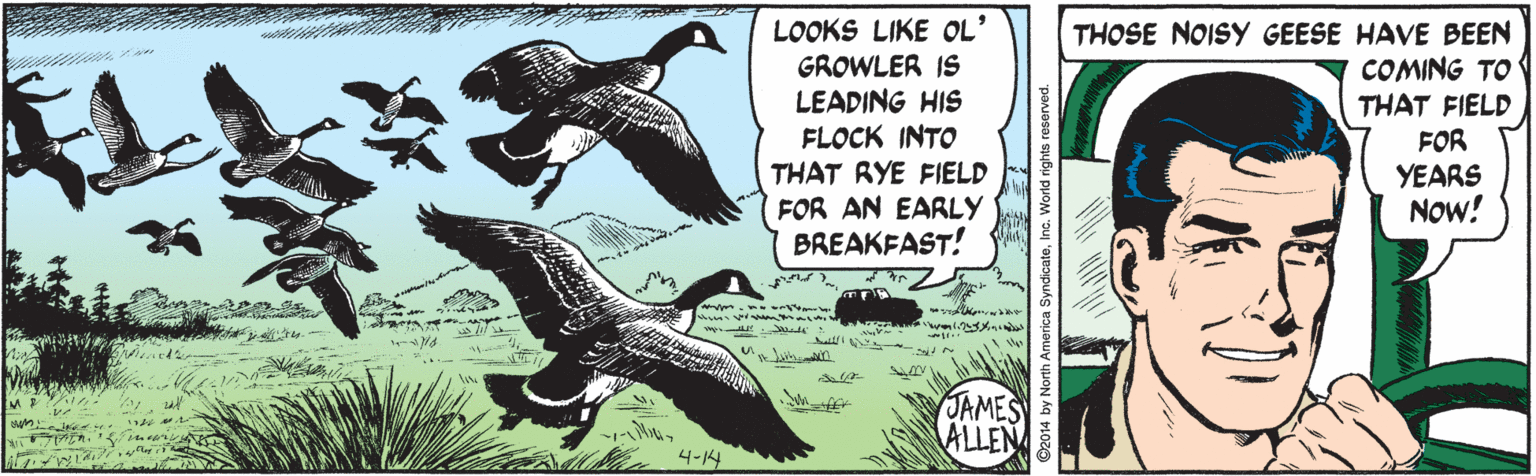 Tail OCR: LOOKS LIKE OL' GROWLER IS LEADING HIS FLOCK INTO THOSE NOISY GEESE HAVE BEEN COMING TO ??? THAT FIELD FOR YEARS Now! THAT RYE FIELD FOR AN EARLY BREAKFAST! JAMES ALLEN 4-14 14 by North America SyndicateInc. World rights re LOOKS LIKE OL' GROWLER IS LEADING HIS FLOCK INTO THOSE NOISY GEESE HAVE BEEN COMING TO ? ? ? THAT FIELD FOR YEARS Now! THAT RYE FIELD FOR AN EARLY BREAKFAST! JAMES ALLEN 4-14 14 by North America SyndicateInc. World rights re