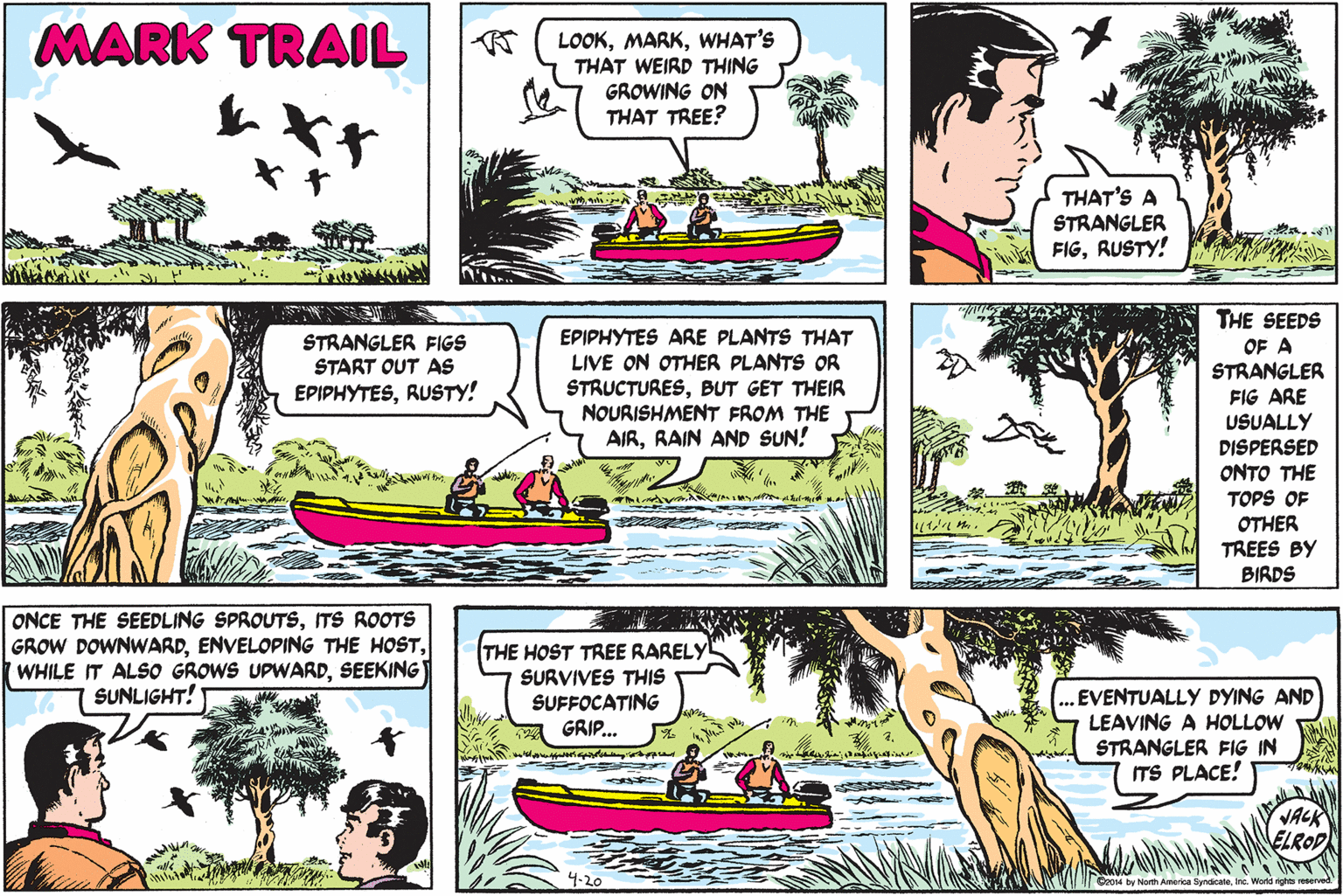 Organism OCR: MARK TRAIL LOOKWHAT'S THAT WEIRD THING GROWING ON THAT TREE? THAT'S A STRANGLER FIGRUSTY! THE SEEDS STRANGLER FIGS START OUT AS EPIPHYTESRUSTY! EPIPHYTES ARE PLANTS THAT LIVE ON OTHER PLANTS OR STRUCTURESBUT GET THEIR NOURISHMENT FROM THE AIRRAIN AND SUN! OF A STRANGLER FIG ARE USUALLY DISPERSED ONTO THE TOPS OF OTHER TREES BY BIRDS ONCE THE SEEDLING SPROUTSITS ROOTS GROW DOWNWARDSEEKING THE HOST TREE RARELY SURVIVES THIS SUFFOCATING GRIP... SUNLIGHT! EVENTUALLY DYING AND LEAVING A HOLLOW STRANGLER FIG IN ITS PLACE! JACK ELROD 4-20 | Oz04 by North America SyndicateInc. Wond eghts reserved MARK TRAIL LOOKWHAT'S THAT WEIRD THING GROWING ON THAT TREE? THAT'S A STRANGLER FIGRUSTY! THE SEEDS STRANGLER FIGS START OUT AS EPIPHYTESRUSTY! EPIPHYTES ARE PLANTS THAT LIVE ON OTHER PLANTS OR STRUCTURESBUT GET THEIR NOURISHMENT FROM THE AIRRAIN AND SUN! OF A STRANGLER FIG ARE USUALLY DISPERSED ONTO THE TOPS OF OTHER TREES BY BIRDS ONCE THE SEEDLING SPROUTSITS ROOTS GROW DOWNWARDENVELOPING THE HOSTWHILE IT ALSO GROWS UPWARDSEEKING THE HOST TREE RARELY SURVIVES THIS SUFFOCATING GRIP... SUNLIGHT! EVENTUALLY DYING AND LEAVING A HOLLOW STRANGLER FIG IN ITS PLACE! JACK ELROD 4-20 | Oz04 by North America SyndicateInc. Wond eghts reserved