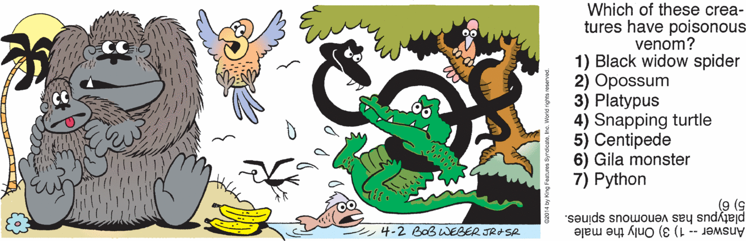 Tail OCR: Which of these crea- tures have poisonous venom? 1) Black widow spider 2) Opossum 3) Platypus 4) Snapping turtle 5) Centipede 6) Gila monster 7) Python (9 () platypus has venomous spines. 4-2 BoB WEBER JRASR Answer -- 1) 3) Only the male Which of these crea- tures have poisonous venom? 1) Black widow spider 2) Opossum 3) Platypus 4) Snapping turtle 5) Centipede 6) Gila monster 7) Python (9 () platypus has venomous spines. 4-2 BoB WEBER JRASR Answer -- 1) 3) Only the male