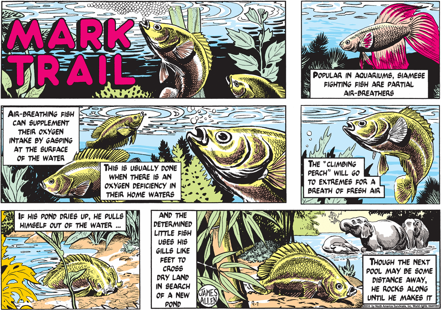 Publication OCR: MARK TRAIL POPULAR IN AQUARIUMSSIAMESE FIGHTING FISH ARE PARTIAL AIR-BREATHERS AIR-BREATHING FISH CAN SUPPLEMENT THEIR OXYGEN INTAKE BY GASPING AT THE SURFACE OF THE WATER THIS IS USUALLY DONE WHEN THERE IS AN OXYGEN DEFICIENCY IN THEIR HOME WATERS THE "CLIMBING PERCH" WILL GO TO EXTREMES FOR A BREATH OF FRESH AIR N AND THE DETERMINED LITTLE FISH USES HIS GILLS LIKE FEET TO CROSS DRY LAND IN SEARCH OF A NEW POND IF HIS POND DRIES UPHE PULLS HIMSELF OUT OF THE WATER .. THOUGH THE NEXT POOL MAY BE SOME DISTANCE AWAYHE ROCKS ALONG UNTIL HE MAKES IT JAMES ALLEN 9.1 by North America Syncicatenc. Worid rights reserved MARK TRAIL POPULAR IN AQUARIUMSSIAMESE FIGHTING FISH ARE PARTIAL AIR-BREATHERS AIR-BREATHING FISH CAN SUPPLEMENT THEIR OXYGEN INTAKE BY GASPING AT THE SURFACE OF THE WATER THIS IS USUALLY DONE WHEN THERE IS AN OXYGEN DEFICIENCY IN THEIR HOME WATERS THE "CLIMBING PERCH" WILL GO TO EXTREMES FOR A BREATH OF FRESH AIR N AND THE DETERMINED LITTLE FISH USES HIS GILLS LIKE FEET TO CROSS DRY LAND IN SEARCH OF A NEW POND IF HIS POND DRIES UPHE PULLS HIMSELF OUT OF THE WATER .. THOUGH THE NEXT POOL MAY BE SOME DISTANCE AWAYHE ROCKS ALONG UNTIL HE MAKES IT JAMES ALLEN 9.1 by North America Syncicatenc. Worid rights reserved