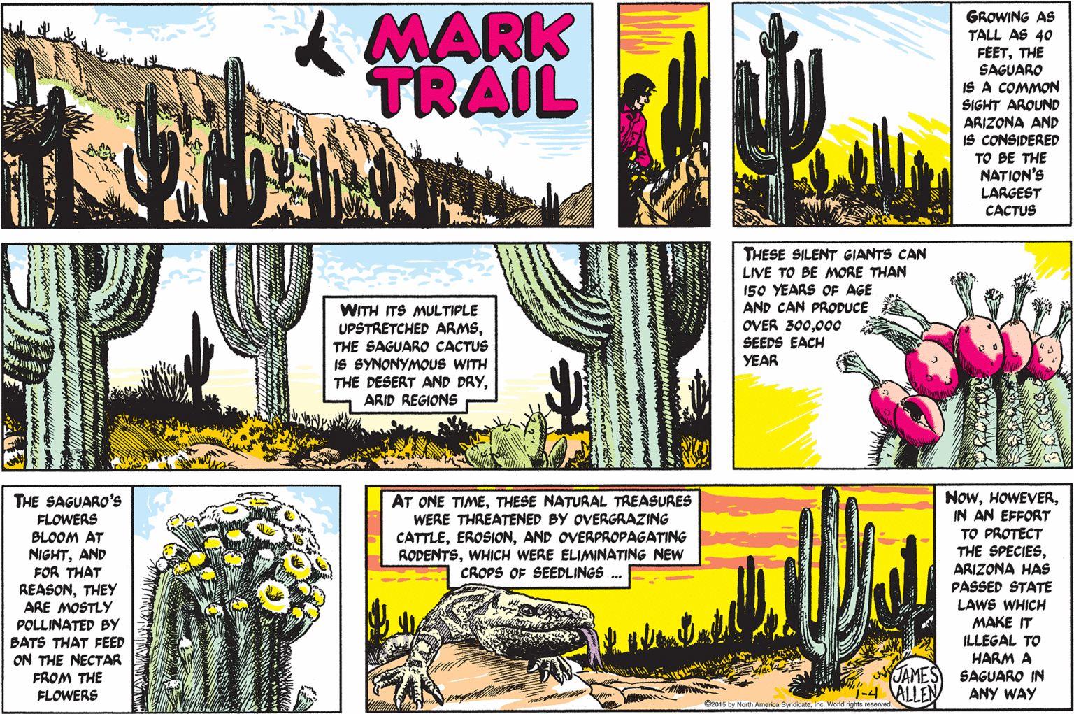 Grass family OCR: k MARK TRAIL GROWING AS TALL AS 40 FEETTHE SAGUARO IS A COMMON SIGHT ARQUND ARIZONA AND IS CONSIDERED TO BE THE NATION'S LARGEST CACTUS WITH ITS MULTIPLE UPSTRETCHED ARMSTHE SAGUARO CACTUS IS SYNONYMOUS WITH THE DESERT AND DRYARID REGIONS THESE SILENT GIANTS CAN LIVE TO BE MORE THAN 150 YEARS OF AGE AND CAN PROPUCE OVER 300000 SEEDS EACH YEAR NowIN AN EFFORT THE SAGUARO's AT ONE TIMETHESE NATURAL TREASURES WERE THREATENED BY OVERGRAZING CATTLEAND OVERPROPAGATING RODENTSWHICH WERE ELIMINATING NEW CROPS OF SEEDLINGS FLOWERS BLOOM AT NIGHTAND FOR THAT REASONTHEY ARE MOSTLY POLLINATED By BATS THAT FEED ON THE NECTAR FROM THE FLOWERS TO PROTECT THE SPECIESARIZONA HAS PASSED STATE LAWS WHICH MAKE IT ILLEGAL TO HARM A SAGUARO IN ANY WAY JAMES 1-4 ALLEN O2015 by North Ameries Syrdicatehe. World rights reoorvad k MARK TRAIL GROWING AS TALL AS 40 FEETTHE SAGUARO IS A COMMON SIGHT ARQUND ARIZONA AND IS CONSIDERED TO BE THE NATION'S LARGEST CACTUS WITH ITS MULTIPLE UPSTRETCHED ARMSTHE SAGUARO CACTUS IS SYNONYMOUS WITH THE DESERT AND DRYARID REGIONS THESE SILENT GIANTS CAN LIVE TO BE MORE THAN 150 YEARS OF AGE AND CAN PROPUCE OVER 300000 SEEDS EACH YEAR NowIN AN EFFORT THE SAGUARO's AT ONE TIMETHESE NATURAL TREASURES WERE THREATENED BY OVERGRAZING CATTLEAND OVERPROPAGATING RODENTSWHICH WERE ELIMINATING NEW CROPS OF SEEDLINGS FLOWERS BLOOM AT NIGHTAND FOR THAT REASONTHEY ARE MOSTLY POLLINATED By BATS THAT FEED ON THE NECTAR FROM THE FLOWERS TO PROTECT THE SPECIESARIZONA HAS PASSED STATE LAWS WHICH MAKE IT ILLEGAL TO HARM A SAGUARO IN ANY WAY JAMES 1-4 ALLEN O2015 by North Ameries Syrdicatehe. World rights reoorvad
