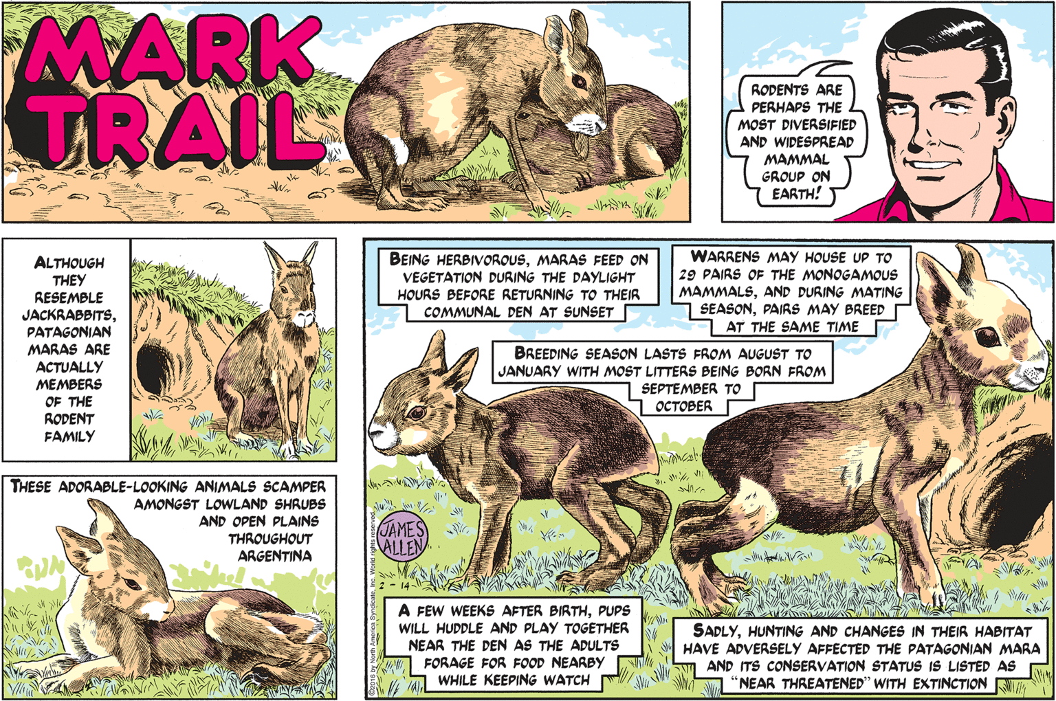 Wildlife OCR: MARK TRAIL RODENTS ARE PERHAPS THE MOST DIVERSIFIED AND WIDESPREAD MAMMAL GROUP ON EARTH! ALTHOUGH THEY RESEMBLE JACKRABBITSPATAGONIAN MARAS ARE ACTUALLY BEING HERBIVOROUSMARAS FEED ON VEGETATION DURING THE DAYLIGHT HOURS BEFORE RETURNING TO THEIR WARRENS MAY HOUSE UP TO 29 PAIRS OF THE MONOGAMOUS MAMMALSAND DURING MATING SEASONPAIRS MAY BREED COMMUNAL DEN AT SUNSET AT THE SAME TIME BREEDING SEASON LASTS FROM AUGUST TO JANUARY WITH MOST LITTERS BEING BORN FROM SEPTEMBER TO OCTOBER MEMBERS OF THE RODENT FAMILY ? ? THESE ADORABLE-LOOKING ANIMALS SCAMPER AMONGST LOWLAND SHRUBS AND OPEN PLAINS THROUGHOUT ARGENTINA JAMES ALLEN A FEW WEEKS AFTER BIRTHPUPS WILL HUDDLE AND PLAY TOGETHER NEAR THE DEN AS THE ADULTS W FORAGE FOR FOOD NEARBY 14 WHILE KEEPING WATCH SADLYHUNTING AND CHANGES IN THEIR HABITAT HAVE ADVERSELY AFFECTED THE PATAGONIAN MARA AND ITS CONSERVATION STATUS IS LISTED AS "NEAR THREATENED" WITH EXTINCTION MARK TRAIL RODENTS ARE PERHAPS THE MOST DIVERSIFIED AND WIDESPREAD MAMMAL GROUP ON EARTH! ALTHOUGH THEY RESEMBLE JACKRABBITSPATAGONIAN MARAS ARE ACTUALLY BEING HERBIVOROUSMARAS FEED ON VEGETATION DURING THE DAYLIGHT HOURS BEFORE RETURNING TO THEIR WARRENS MAY HOUSE UP TO 29 PAIRS OF THE MONOGAMOUS MAMMALSAND DURING MATING SEASONPAIRS MAY BREED COMMUNAL DEN AT SUNSET AT THE SAME TIME BREEDING SEASON LASTS FROM AUGUST TO JANUARY WITH MOST LITTERS BEING BORN FROM SEPTEMBER TO OCTOBER MEMBERS OF THE RODENT FAMILY ? ? THESE ADORABLE-LOOKING ANIMALS SCAMPER AMONGST LOWLAND SHRUBS AND OPEN PLAINS THROUGHOUT ARGENTINA JAMES ALLEN A FEW WEEKS AFTER BIRTHPUPS WILL HUDDLE AND PLAY TOGETHER NEAR THE DEN AS THE ADULTS W FORAGE FOR FOOD NEARBY 14 WHILE KEEPING WATCH SADLYHUNTING AND CHANGES IN THEIR HABITAT HAVE ADVERSELY AFFECTED THE PATAGONIAN MARA AND ITS CONSERVATION STATUS IS LISTED AS "NEAR THREATENED" WITH EXTINCTION