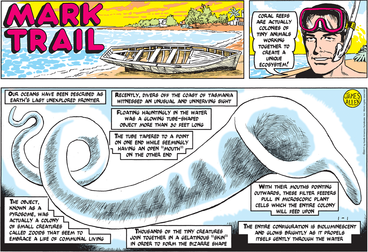 Illustration OCR: MARK TRAIL CORAL REEFS ARE ACTUALLYy COLONIES OF TINY ANIMALS WORKING TOGETHER TO CREATE A UNIQUE ECOSYSTEM! OUR OCEANS HAVE BEEN DESCRIBED AS EARTH'S LAST UNEXPLORED FRONTIER RECENTLYDIVERS OFF THE COAST OF TASMANIA WITNESSED AN UNUSUAL AND UNNERVING SIGHT JAMES ALLEN FLOATING HAUNTINGLY IN THE WATER WAS A GLOWING TUBE-SHAPED OBJECT MORE THAN 30 FEET LONG THE TUBE TAPERED TO A POINT ON ONE END WHILE SEEMINGLY HAVING AN OPEN "MOUTH" ON THE OTHER END WITH THEIR MOUTHS POINTING OUTWARDSTHESE FILTER FEEDERS PULL IN MICROSCOPIC PLANT CELLS WHICH THE ENTIRE COLONY 1 WILL FEED UPON THE OBJECTKNOWN AS A PYROSOMEWAS ACTUALLY OF SMALL CREATURES CALLED ZOOIDS THAT SEEM TO EMBRACE A LIFE OF COMMUNAL LIVING COLONY THOUSANDS OF THE TINY CREATURES JOIN TOGETHER IN A GELATINOUS "SKIN" IN ORDER TO FORM THE BIZARRE SHAPE THE ENTIRE CONFIGURATION IS BIOLUMINESCENT AND GLOWS BRIGHTLY AS IT PROPELS ITSELF GENTLY THROUGH THE WATER MARK TRAIL CORAL REEFS ARE ACTUALLYy COLONIES OF TINY ANIMALS WORKING TOGETHER TO CREATE A UNIQUE ECOSYSTEM! OUR OCEANS HAVE BEEN DESCRIBED AS EARTH'S LAST UNEXPLORED FRONTIER RECENTLYDIVERS OFF THE COAST OF TASMANIA WITNESSED AN UNUSUAL AND UNNERVING SIGHT JAMES ALLEN FLOATING HAUNTINGLY IN THE WATER WAS A GLOWING TUBE-SHAPED OBJECT MORE THAN 30 FEET LONG THE TUBE TAPERED TO A POINT ON ONE END WHILE SEEMINGLY HAVING AN OPEN "MOUTH" ON THE OTHER END WITH THEIR MOUTHS POINTING OUTWARDSTHESE FILTER FEEDERS PULL IN MICROSCOPIC PLANT CELLS WHICH THE ENTIRE COLONY 1 WILL FEED UPON THE OBJECTKNOWN AS A PYROSOMEWAS ACTUALLY OF SMALL CREATURES CALLED ZOOIDS THAT SEEM TO EMBRACE A LIFE OF COMMUNAL LIVING COLONY THOUSANDS OF THE TINY CREATURES JOIN TOGETHER IN A GELATINOUS "SKIN" IN ORDER TO FORM THE BIZARRE SHAPE THE ENTIRE CONFIGURATION IS BIOLUMINESCENT AND GLOWS BRIGHTLY AS IT PROPELS ITSELF GENTLY THROUGH THE WATER