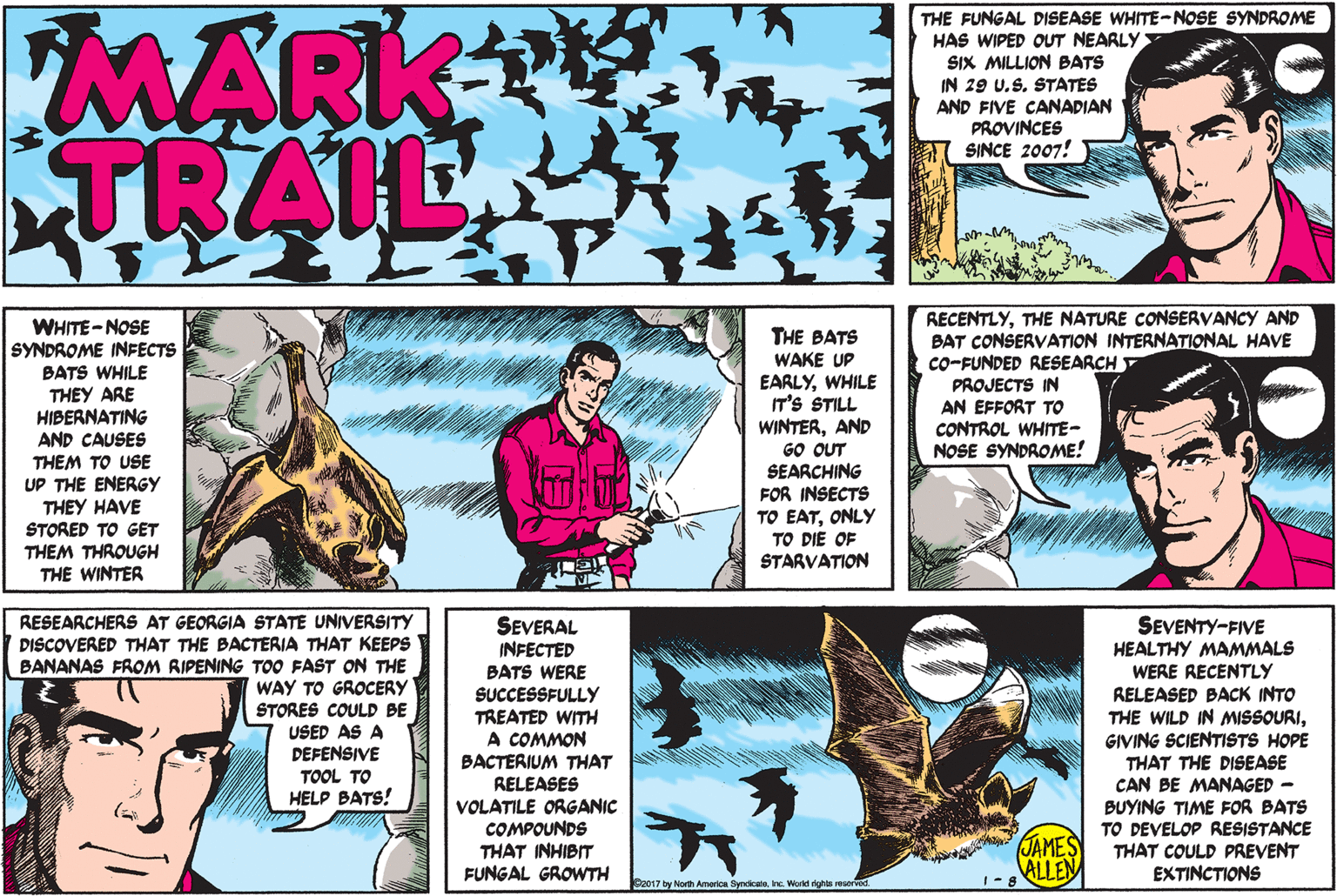 Art OCR: MARK TRAIL THE FUNGAL DISEASE WHITE-NOSE SYNDROME HAS WIPED OUT NEARLY> SIX MILLION BATS IN 29 U.S. STATES AND FIVE CANADIAN PROVINCES SINCE 2007! WHITE-NOSE SYNDROME INFECTS BATS WHILE THEY ARE HIBERNATING AND CAUSES THEM TO USE UP THE ENERGY THEY HAVE STORED TO GET THEM THROUGH THE WINTER THE BATS WAKE UP EARLYWHILE IT'S STILL WINTERAND GO OUT SEARCHING FOR INSECTS TO EATONLY RECENTLYTHE NATURE CONSERVANCY AND BAT CONSERVATION INTERNATIONAL HAVE co-FUNDED RESEARCH T PROJECTS IN AN EFFORT TO CONTROL WHITE- NOSE SYNDROME! TO DIE OF STARVATION RESEARCHERS AT GEORGIA STATE UNIVERSITY DISCOVERED THAT THE BACTERIA THAT KEEPS BANANAS FROM RIPENING TOO FAST ON THE WAY TO GROCERY STORES COULD BE USED AS A DEFENSIVE TOOL TO HELP BATS! SEVERAL INFECTED BATS WERE SUCCESSFULLY TREATED WITH A COMMON BACTERIUM THAT RELEASES VOLATILE ORGANIC COMPOUNDS THAT INHIBIT FUNGAL GROWTH SEVENTY-FIVE HEALTHY MAMMALS WERE RECENTLY RELEASED BACK INTO THE WILD IN MISSOURIGIVING SCIENTISTS HOPE THAT THE DISEASE CAN BE MANAGED - BUYING TIME FOR BATS TO DEVELOP RESISTANCE THAT COULD PREVENT EXTINCTIONS JAMES ALLEN Da017 by Nor America SyndicaloInc. World rghts reservc 1-8 MARK TRAIL THE FUNGAL DISEASE WHITE-NOSE SYNDROME HAS WIPED OUT NEARLY> SIX MILLION BATS IN 29 U.S. STATES AND FIVE CANADIAN PROVINCES SINCE 2007! WHITE-NOSE SYNDROME INFECTS BATS WHILE THEY ARE HIBERNATING AND CAUSES THEM TO USE UP THE ENERGY THEY HAVE STORED TO GET THEM THROUGH THE WINTER THE BATS WAKE UP EARLYWHILE IT'S STILL WINTERAND GO OUT SEARCHING FOR INSECTS TO EATONLY RECENTLYTHE NATURE CONSERVANCY AND BAT CONSERVATION INTERNATIONAL HAVE co-FUNDED RESEARCH T PROJECTS IN AN EFFORT TO CONTROL WHITE- NOSE SYNDROME! TO DIE OF STARVATION RESEARCHERS AT GEORGIA STATE UNIVERSITY DISCOVERED THAT THE BACTERIA THAT KEEPS BANANAS FROM RIPENING TOO FAST ON THE WAY TO GROCERY STORES COULD BE USED AS A DEFENSIVE TOOL TO HELP BATS! SEVERAL INFECTED BATS WERE SUCCESSFULLY TREATED WITH A COMMON BACTERIUM THAT RELEASES VOLATILE ORGANIC COMPOUNDS THAT INHIBIT FUNGAL GROWTH SEVENTY-FIVE HEALTHY MAMMALS WERE RECENTLY RELEASED BACK INTO THE WILD IN MISSOURIGIVING SCIENTISTS HOPE THAT THE DISEASE CAN BE MANAGED - BUYING TIME FOR BATS TO DEVELOP RESISTANCE THAT COULD PREVENT EXTINCTIONS JAMES ALLEN Da017 by Nor America SyndicaloInc. World rghts reservc 1-8