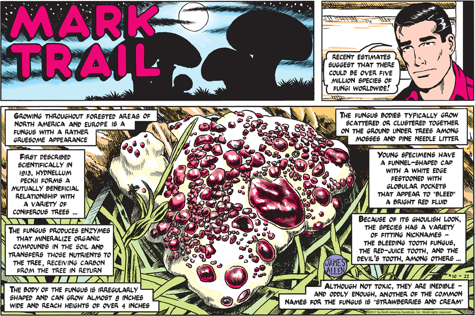 Drawing OCR: MARK TRAIL RECENT ESTIMATES SUGGEST THAT THERE COULD BE OVER FIVE MILLION SPECIES OF FUNGI WORLDWIDE! GROWING THROUGHOUT FORESTED AREAS OF NORTH AMERICA AND EUROPE IS A FUNGUS WITH A RATHER GRUESOME APPEARANCE THE FUNGUS BODIES TYPICALLY GROW SCATTERED OR CLUSTERED TOGETHER ON THE GROUND UNDER TREES AMONG MOSSES AND PINE NEEDLE LITTER wwwwA FIRST DESCRIBED SCIENTIFICALLY IN 1913HYDNELLUM PECKII FORMS A MUTUALLY BENEFICIAL RELATIONSHIP WITH A VARIETY OF CONIFEROUS TREES . YOUNG SPECIMENS HAVE A FUNNEL-SHAPED CAP WITH A WHITE EDGE FESTOONED WITH GLOBULAR POCKETS THAT APPEAR TO "BLEED" A BRIGHT RED FLUID THE FUNGUS PRODUCES ENZYMES THAT MINERALIZE ORGANIC COMPOUNDS IN THE SOIL AND TRANSFERS THOSE NUTRIENTS TO THE TREERECEIVING CARBON FROM THE TREE IN RETURN BECAUSE OF TS GHOULISH LOOKTHE SPECIES HAS A VARIETY OF FITTING NICKNAMES - THE BLEEDING TOOTH FUNGUSAND THE DEVIL'S TOOTHAMONG OTHERS .. JAMES ALLEN 10 - 22 THE BODY OF THE FUNGUS IS IRREGULARLY SHAPED AND CAN GROW ALMOST 8 INCHES WIDE AND REACH HEIGHTS OF OVER 4 INCHES ALTHOUGH NOT TOXICTHEY ARE INEDIBLE - AND ODDLY ENOUGHANOTHER OF THE COMMON NAMES FOR THE FUNGUS IS "STRAWBERRIES AND CREAM" by North America ByndicateInc. World ig MARK TRAIL RECENT ESTIMATES SUGGEST THAT THERE COULD BE OVER FIVE MILLION SPECIES OF FUNGI WORLDWIDE! GROWING THROUGHOUT FORESTED AREAS OF NORTH AMERICA AND EUROPE IS A FUNGUS WITH A RATHER GRUESOME APPEARANCE THE FUNGUS BODIES TYPICALLY GROW SCATTERED OR CLUSTERED TOGETHER ON THE GROUND UNDER TREES AMONG MOSSES AND PINE NEEDLE LITTER wwwwA FIRST DESCRIBED SCIENTIFICALLY IN 1913HYDNELLUM PECKII FORMS A MUTUALLY BENEFICIAL RELATIONSHIP WITH A VARIETY OF CONIFEROUS TREES . YOUNG SPECIMENS HAVE A FUNNEL-SHAPED CAP WITH A WHITE EDGE FESTOONED WITH GLOBULAR POCKETS THAT APPEAR TO "BLEED" A BRIGHT RED FLUID THE FUNGUS PRODUCES ENZYMES THAT MINERALIZE ORGANIC COMPOUNDS IN THE SOIL AND TRANSFERS THOSE NUTRIENTS TO THE TREERECEIVING CARBON FROM THE TREE IN RETURN BECAUSE OF TS GHOULISH LOOKTHE SPECIES HAS A VARIETY OF FITTING NICKNAMES - THE BLEEDING TOOTH FUNGUSTHE RED-JUICE TOOTHAND THE DEVIL'S TOOTHAMONG OTHERS .. JAMES ALLEN 10 - 22 THE BODY OF THE FUNGUS IS IRREGULARLY SHAPED AND CAN GROW ALMOST 8 INCHES WIDE AND REACH HEIGHTS OF OVER 4 INCHES ALTHOUGH NOT TOXICTHEY ARE INEDIBLE - AND ODDLY ENOUGHANOTHER OF THE COMMON NAMES FOR THE FUNGUS IS "STRAWBERRIES AND CREAM" by North America ByndicateInc. World ig