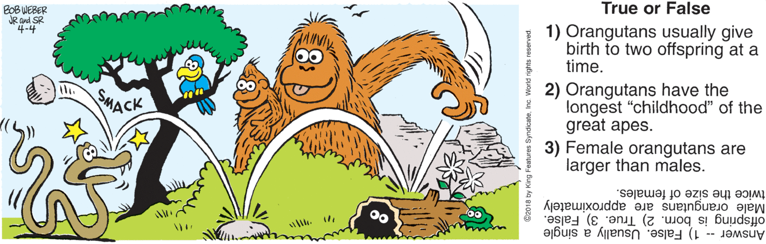 Clip art OCR: True or False BOB WEBER JR and SR 4-4 1) Orangutans usually give birth to two offspring at a time. 2) Orangutans have the longest "childhood" of the great apes. 3) Female orangutans are larger than males. SMACK twice the size of females. Male orangutans are approximately offspring is born. 2) True. 3) False. Answer -- 1) False. Usually a single M ÁG RIOZ True or False BOB WEBER JR and SR 4-4 1) Orangutans usually give birth to two offspring at a time. 2) Orangutans have the longest "childhood" of the great apes. 3) Female orangutans are larger than males. SMACK twice the size of females. Male orangutans are approximately offspring is born. 2) True. 3) False. Answer -- 1) False. Usually a single M ÁG RIOZ