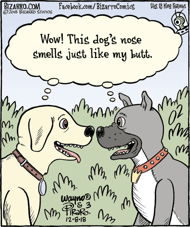 Mammal OCR: BIZARRO.COM © 2018 BIZARRO STUDIOS Facebook.com/ BizarroComics Dist Y King Features Wow! This dog's nose smells just like my butt. Wayno® NmTR?RO. 12.8-18 00 00 BIZARRO.COM © 2018 BIZARRO STUDIOS Facebook.com/ BizarroComics Dist Y King Features Wow! This dog's nose smells just like my butt. Wayno® NmTR?RO. 12.8-18 00 00