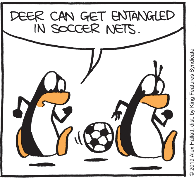 Calabaza OCR: DEER CAN GET ENTANGLED IN SOCCER NETS. © 2019 Alex Hallattdist. by King Features Syndicate DEER CAN GET ENTANGLED IN SOCCER NETS. © 2019 Alex Hallattdist. by King Features Syndicate