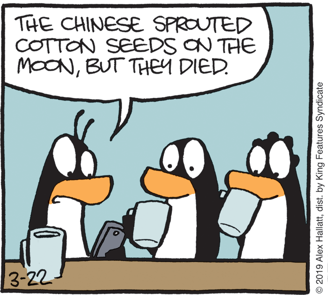 Illustration OCR: THE CHINESE SPROUTED COTTON SEEDS ON THE MOONBUT THEY DIED. 3-22 © 2019 Alex Hallattdist. by King Features Syndicate THE CHINESE SPROUTED COTTON SEEDS ON THE MOONBUT THEY DIED. 3-22 © 2019 Alex Hallattdist. by King Features Syndicate