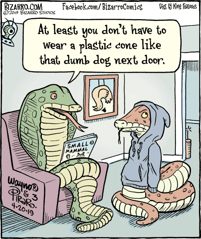 Humour OCR: Dist Y King Fatures Facebook.com/ BizarroComics BIZARRO.COM © 2019 BIZARRO STUDIOS At least you don't have to Wear a plastic cone like that dumb dog next door. SMALLO MAMMAL Wayno® PiRaRo. 4.20-19 Dist Y King Fatures Facebook.com/ BizarroComics BIZARRO.COM © 2019 BIZARRO STUDIOS At least you don't have to Wear a plastic cone like that dumb dog next door. SMALLO MAMMAL Wayno® PiRaRo. 4.20-19