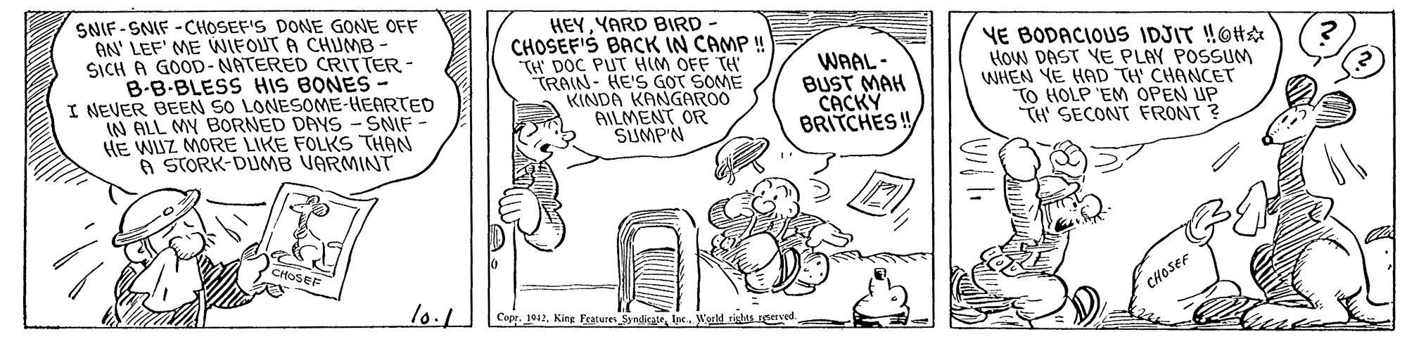 Art OCR: SNIF-SNIF -CHOSEF'S DONE GONE OFF AN' LEF' ME WIFOUT A CHUMB SICH A GOOD- NATERED CRITTER - B-B-BLESS HIS BONES- I NEVER BEEN SO LONESOME-HEARTED IN ALL MY BORNED DAYS -SNIF HE WUZ MORE LIKE FOLKS THAN A STORK-DUMB VARMINT HEYYARD BIRD CHOSEF'S BACK IN CAMP! TH DOC PUT HIM OFF TH TRAIN- HE'S GOT SOME KINDA KANGAROO AILMENT OR SUMP'N YE BODACIOUS IDJIT !OH How DAST YE PLAY POSSUM WHEN YE HAD TH' CHANCET TO HOLP 'EM OPEN UP TH SECONT FRONT ? WAAL - BUST MAH CACKY BRITCHES ! CHOSEF CHOSEF 10.1 Copr. 1942Ipc. Werld tights eved SNIF-SNIF -CHOSEF'S DONE GONE OFF AN' LEF' ME WIFOUT A CHUMB SICH A GOOD- NATERED CRITTER - B-B-BLESS HIS BONES- I NEVER BEEN SO LONESOME-HEARTED IN ALL MY BORNED DAYS -SNIF HE WUZ MORE LIKE FOLKS THAN A STORK-DUMB VARMINT HEYYARD BIRD CHOSEF'S BACK IN CAMP! TH DOC PUT HIM OFF TH TRAIN- HE'S GOT SOME KINDA KANGAROO AILMENT OR SUMP'N YE BODACIOUS IDJIT !OH How DAST YE PLAY POSSUM WHEN YE HAD TH' CHANCET TO HOLP 'EM OPEN UP TH SECONT FRONT ? WAAL - BUST MAH CACKY BRITCHES ! CHOSEF CHOSEF 10.1 Copr. 1942King Fratures SyndicateIpc. Werld tights eved