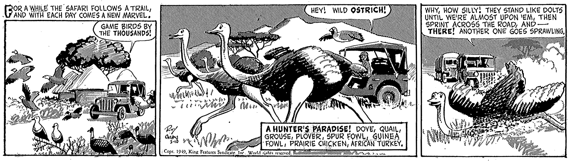 Flightless bird OCR: ROR A WHILE THE SAFARI FOLLOWS A TRAILVAND WITH EACH DAY COMES A NEW MARVEL: HEY! WILD OSTRICH! WHYHOW SILLY! THEY STAND LIKE DOLTS UNTIL WE'RE ALMOST UPON 'EMTHEN SPRINT ACROSS THE ROADAND- THERE! ANOTHER ONE GOES SPRAWLINGGAME BIRDS BY THE THOUSANDS! A HUNTER'S PARADISE! DOYEGUÍNEA FOWLAFRICAN TURKEY. Copr. 1949King Features Synkate In. Worl rishs reserved. ROR A WHILE THE SAFARI FOLLOWS A TRAILVAND WITH EACH DAY COMES A NEW MARVEL: HEY! WILD OSTRICH! WHYHOW SILLY! THEY STAND LIKE DOLTS UNTIL WE'RE ALMOST UPON 'EMTHEN SPRINT ACROSS THE ROADAND- THERE! ANOTHER ONE GOES SPRAWLINGGAME BIRDS BY THE THOUSANDS! A HUNTER'S PARADISE! DOYESPUR FOWLGUÍNEA FOWLPRAIRIE CHICKENAFRICAN TURKEY. Copr. 1949King Features Synkate In. Worl rishs reserved.