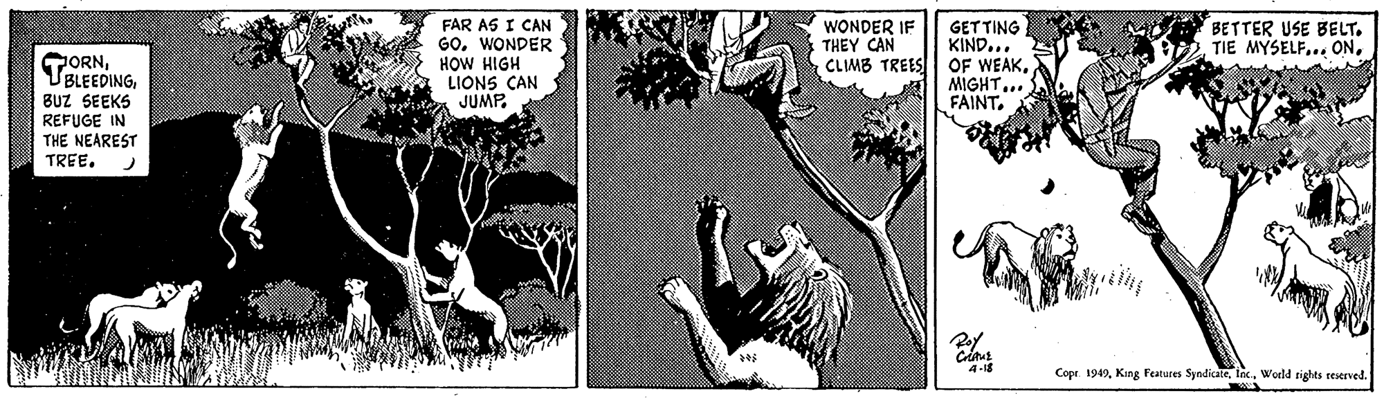 Mammal OCR: FAR AS I CAN GO. WONDER HOW HIGH LIONS CAN JUMP. WONDER IF THEY CAN BETTER USE BELT. TIE MYSELF... ONGET TING KIND... CLIMB TREES OF WEAKMIGHT... FAINT. GORNBUZ SEEKS REFUGE IN THE NEAREST TREE. Copr. 1949World rights reserved. FAR AS I CAN GO. WONDER HOW HIGH LIONS CAN JUMP. WONDER IF THEY CAN BETTER USE BELT. TIE MYSELF... ONGET TING KIND... CLIMB TREES OF WEAKMIGHT... FAINT. GORNBUZ SEEKS REFUGE IN THE NEAREST TREE. Copr. 1949King Features SyndicateWorld rights reserved.
