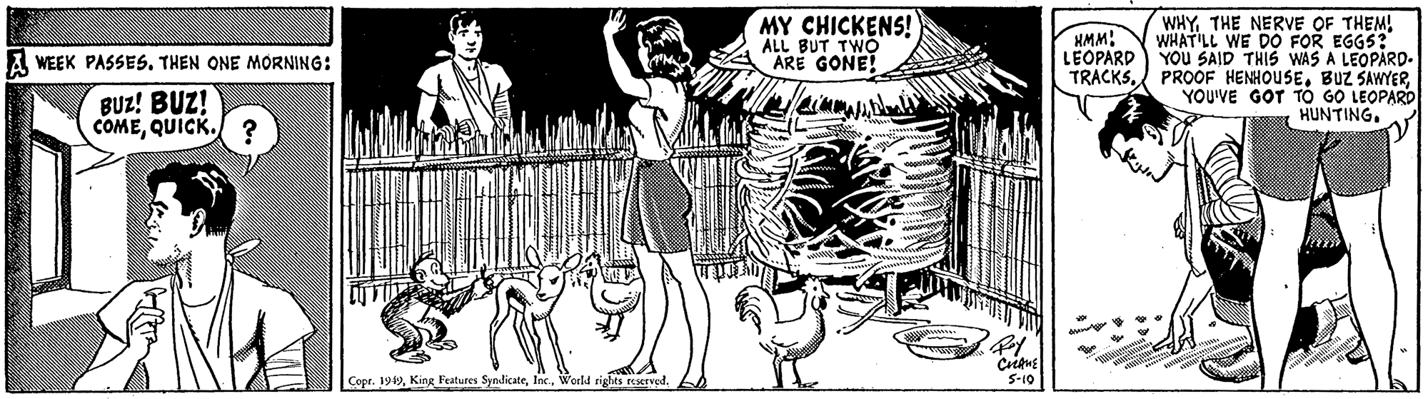 Mammal Faces (1) OCR: MY CHICKENS! ALL BUT TWO ARE GONE! WHYTHE NERVE OF THEM! WHAT'LL WE DO FOR EGGS? YOU SAID THIS WAS A LEOPARD-. TRACKSYOU'VE GOT TO GO LEOPARD HUNTING. HMM! LEOPARD A WEEK PASSES. THEN ONE MORNING: BUZ! BUZ! COMEQUICK. ? Copr. 1949World rights reserved. S-10 MY CHICKENS! ALL BUT TWO ARE GONE! WHYTHE NERVE OF THEM! WHAT'LL WE DO FOR EGGS? YOU SAID THIS WAS A LEOPARD-. TRACKSPROOF HENHOUSEBUZ SAWYERYOU'VE GOT TO GO LEOPARD HUNTING. HMM! LEOPARD A WEEK PASSES. THEN ONE MORNING: BUZ! BUZ! COMEQUICK. ? Copr. 1949King Features SyndicateWorld rights reserved. S-10