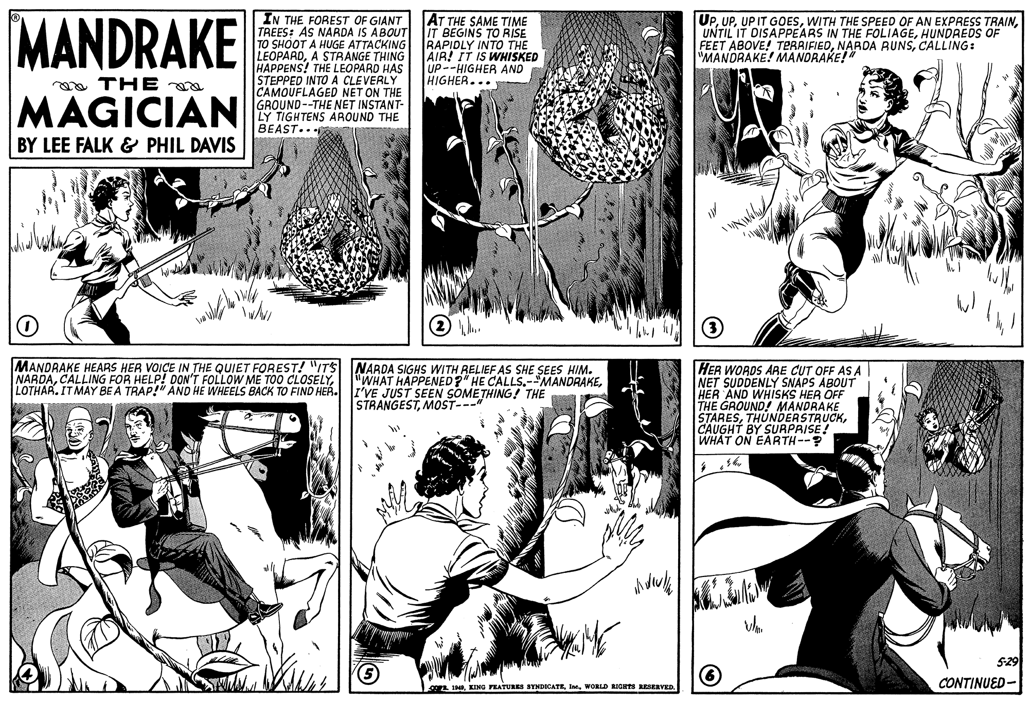 Cartoon OCR: MANDRAKE IN THE FOREST OF GIANT TREES: AS NARDA IS ABOUT TO SHOOT A HUGE ATTACKING LEOPARDA STRANGE THING HAPPENS! THE LEOPARD HAS STEPPED INTO A CLEVERLY CAMOUFLAGED NET ON THE GROUND--THE NET INSTANT- LY TIGHTENS ÁROUND THE BEAST.. AT THE SAME TIME IT BEGINS TO RISE RAPIDLY INTO THE AIR! IT IS WHISKED UP --HIGHER AND HIGHER... UPCALLING: "MANDRAKE! MANORAKE!" a TH E a MAGICIAN BY LEE FALK & PHIL DAVIS MANDRAKE HEARS HER VOICE IN THE QUIET FOREST! "ITS |NARDA SIGHS WITH RELIEF AS SHE SEES HIM. NARDALOTHAR. IT MAY BE A TRAP!" AND HE WHEELS BACK TO FIND HEA. JI'VE JUST SEEN SOMETHING! THE HER WORDS ARAE CUT OFF AS A NET SUDDENLY SNAPS ABOUT HER AND WHISKS HER OFF THE GROUND! MANDRAKE STARESCAUGHT BY SURPRISE! WHAT ON EARTH--? "WHAT HAPPENED?" HE CALLSMOST---" 529 CONTINUED- cO INIWORLD RIGHTS RESERVED MANDRAKE IN THE FOREST OF GIANT TREES: AS NARDA IS ABOUT TO SHOOT A HUGE ATTACKING LEOPARDA STRANGE THING HAPPENS! THE LEOPARD HAS STEPPED INTO A CLEVERLY CAMOUFLAGED NET ON THE GROUND--THE NET INSTANT- LY TIGHTENS ÁROUND THE BEAST.. AT THE SAME TIME IT BEGINS TO RISE RAPIDLY INTO THE AIR! IT IS WHISKED UP --HIGHER AND HIGHER... UPUP IT GOESWITH THE SPEED OF AN EXPRESS TRAINFEET ABOVE! TERRIFIEDNARDA RUNSCALLING: "MANDRAKE! MANORAKE!" a TH E a MAGICIAN BY LEE FALK & PHIL DAVIS MANDRAKE HEARS HER VOICE IN THE QUIET FOREST! "ITS |NARDA SIGHS WITH RELIEF AS SHE SEES HIM. NARDACALLING FOR HELP! DON'T FOLLOW ME TOO CLOSELYLOTHAR. IT MAY BE A TRAP!" AND HE WHEELS BACK TO FIND HEA. JI'VE JUST SEEN SOMETHING! THE HER WORDS ARAE CUT OFF AS A NET SUDDENLY SNAPS ABOUT HER AND WHISKS HER OFF THE GROUND! MANDRAKE STARESCAUGHT BY SURPRISE! WHAT ON EARTH--? "WHAT HAPPENED?" HE CALLSMOST---" 529 CONTINUED- cO INIKING FEATURES SYNDICATEWORLD RIGHTS RESERVED