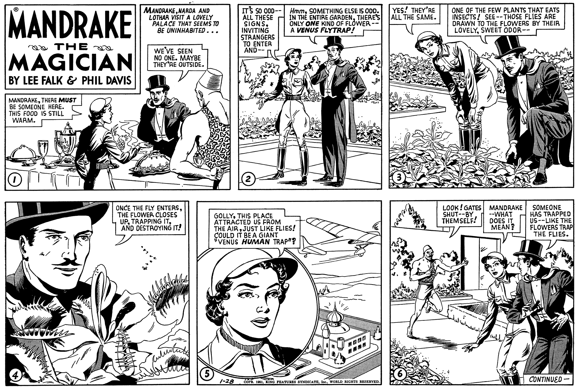 Line OCR: MANDRAKE a THE MAGICIAN BY LEE FALK & PHIL DAVIS MANDRAKETHERE MUST BE SOMEONE HERE. THIS FOOD IS STILL WARM. H MANDRAKENARDA AND LOTHAR VISIT A LOVELY PALACE THAT SEEMS TO BE UNINHABITED... WE'VE SEEN NO ONE. MAYBE THEY'RE OUTSIDE. ONCE THE FLY ENTERSTHE FLOWER CLOSES UPAND DESTROYING IT! rutiniting (5) IT'S SO ODD-- ALL THESE SIGNSINVITING STRANGERS TO ENTER AND-- 1-28 2 HmmSOMETHING ELSE IS ODD. IN THE ENTIRE GARDENTHERE'S ONLY ONE KIND OF FLOWER- A VENUS FLYTRAP! GOLLYTHIS PLACE ATTRACTED US FROM THE AIRJUST LIKE FLIES! COULD IT BE A GIANT "VENUS HUMAN TRAP"? 1000 COPR. 1951WORLD RIGHTS RESERVED. YES! THEY'RE ALL THE SAME. ONE OF THE FEW PLANTS THAT EATS INSECTS! SEE--THOSE FLIES ARE DRAWN TO THE FLOWERS BY THEIR LOVELYSWEET ODOR-- LOOK! GATES SHUT--BY THEMSELF! MANDRAKE --WHAT DOES IT MEAN? lukla SOMEONE HAS TRAPPED US--LIKE THE FLOWERS TRAP THE FLIES. CONTINUED MANDRAKE a THE MAGICIAN BY LEE FALK & PHIL DAVIS MANDRAKETHERE MUST BE SOMEONE HERE . THIS FOOD IS STILL WARM . H MANDRAKENARDA AND LOTHAR VISIT A LOVELY PALACE THAT SEEMS TO BE UNINHABITED ... WE'VE SEEN NO ONE . MAYBE THEY'RE OUTSIDE . ONCE THE FLY ENTERSTHE FLOWER CLOSES UPTRAPPING ITAND DESTROYING IT ! rutiniting ( 5 ) IT'S SO ODD- ALL THESE SIGNSINVITING STRANGERS TO ENTER AND- 1-28 2 HmmSOMETHING ELSE IS ODD . IN THE ENTIRE GARDENTHERE'S ONLY ONE KIND OF FLOWER A VENUS FLYTRAP ! GOLLYTHIS PLACE ATTRACTED US FROM THE AIRJUST LIKE FLIES ! COULD IT BE A GIANT " VENUS HUMAN TRAP " ? 1000 COPR . 1951KING FEATURES SYNDICATEWORLD RIGHTS RESERVED . YES ! THEY'RE ALL THE SAME . ONE OF THE FEW PLANTS THAT EATS INSECTS ! SEE -- THOSE FLIES ARE DRAWN TO THE FLOWERS BY THEIR LOVELYSWEET ODOR- LOOK ! GATES SHUT -- BY THEMSELF ! MANDRAKE --WHAT DOES IT MEAN ? lukla SOMEONE HAS TRAPPED US -- LIKE THE FLOWERS TRAP THE FLIES . CONTINUED