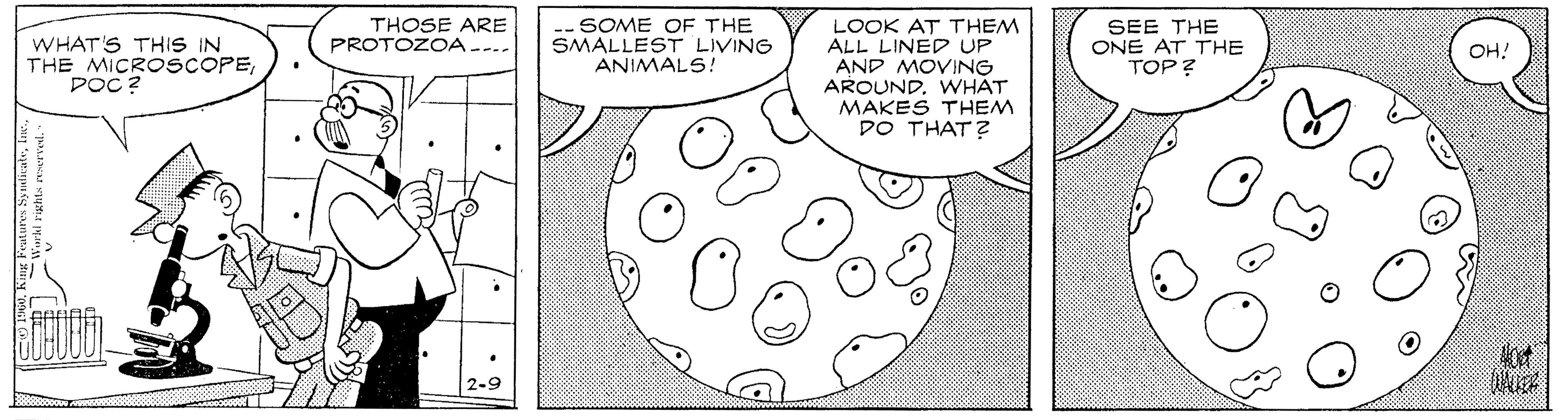Line art OCR: LOOK AT THEM ALL LINED UP AND MOVING AROUND. WHAT MAKES THEM DO THAT ? WHAT'S THIS IN THE MICROSCOPEPOC? THOSE ARE PROTOZOA---. -SOME OF THE SMALLEST LIVING ANIMALS! SEE THE ONE AT THE TOP? ??! 2-9 LOOK AT THEM ALL LINED UP AND MOVING AROUND. WHAT MAKES THEM DO THAT ? WHAT'S THIS IN THE MICROSCOPEPOC? THOSE ARE PROTOZOA---. -SOME OF THE SMALLEST LIVING ANIMALS! SEE THE ONE AT THE TOP? ??! 2-9