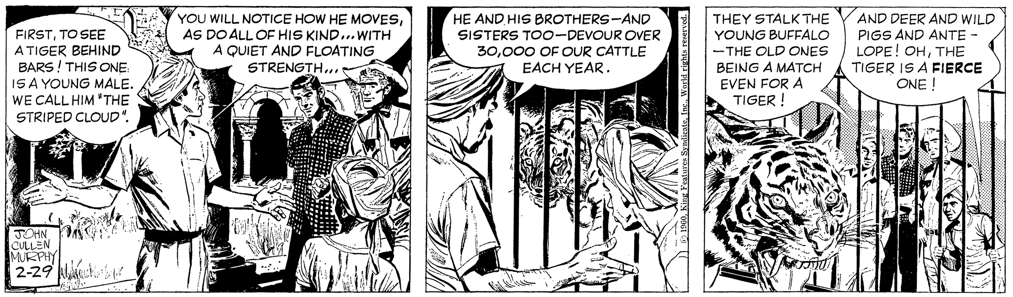 Comic book OCR: YOU WILL NOTICE HOW HE MOVESAS DO ALL OF HIS KIND...WITH A QUIET AND FLOATING HE AND HIS BROTHERS-AND SISTERS TO0-DEVOUR OVER THEY STALK THE YOUNG BUFFALO -THE OLD ONES BEING A MATCH AND DEER AND WILD PIGS AND ANTE - FIRSTTO SEE A TIGER BEHIND BARS! THIS ONE: ISA YOUNG MALEWE CALL HIM 'THE STRIPED CLOUD". 30000 OF OUR CATTLE EACH YEAR. LOPE! OHTHE TIGER IS A FIERCE ONE ! STRENGTH... EVEN FOR A TIGER ! JOHN CULLEN MURPHY 2-29 N catoIns Warld rights reserved. YOU WILL NOTICE HOW HE MOVESAS DO ALL OF HIS KIND...WITH A QUIET AND FLOATING HE AND HIS BROTHERS-AND SISTERS TO0-DEVOUR OVER THEY STALK THE YOUNG BUFFALO -THE OLD ONES BEING A MATCH AND DEER AND WILD PIGS AND ANTE - FIRSTTO SEE A TIGER BEHIND BARS! THIS ONE: ISA YOUNG MALEWE CALL HIM 'THE STRIPED CLOUD". 30000 OF OUR CATTLE EACH YEAR. LOPE! OHTHE TIGER IS A FIERCE ONE ! STRENGTH... EVEN FOR A TIGER ! JOHN CULLEN MURPHY 2-29 N catoIns Warld rights reserved.