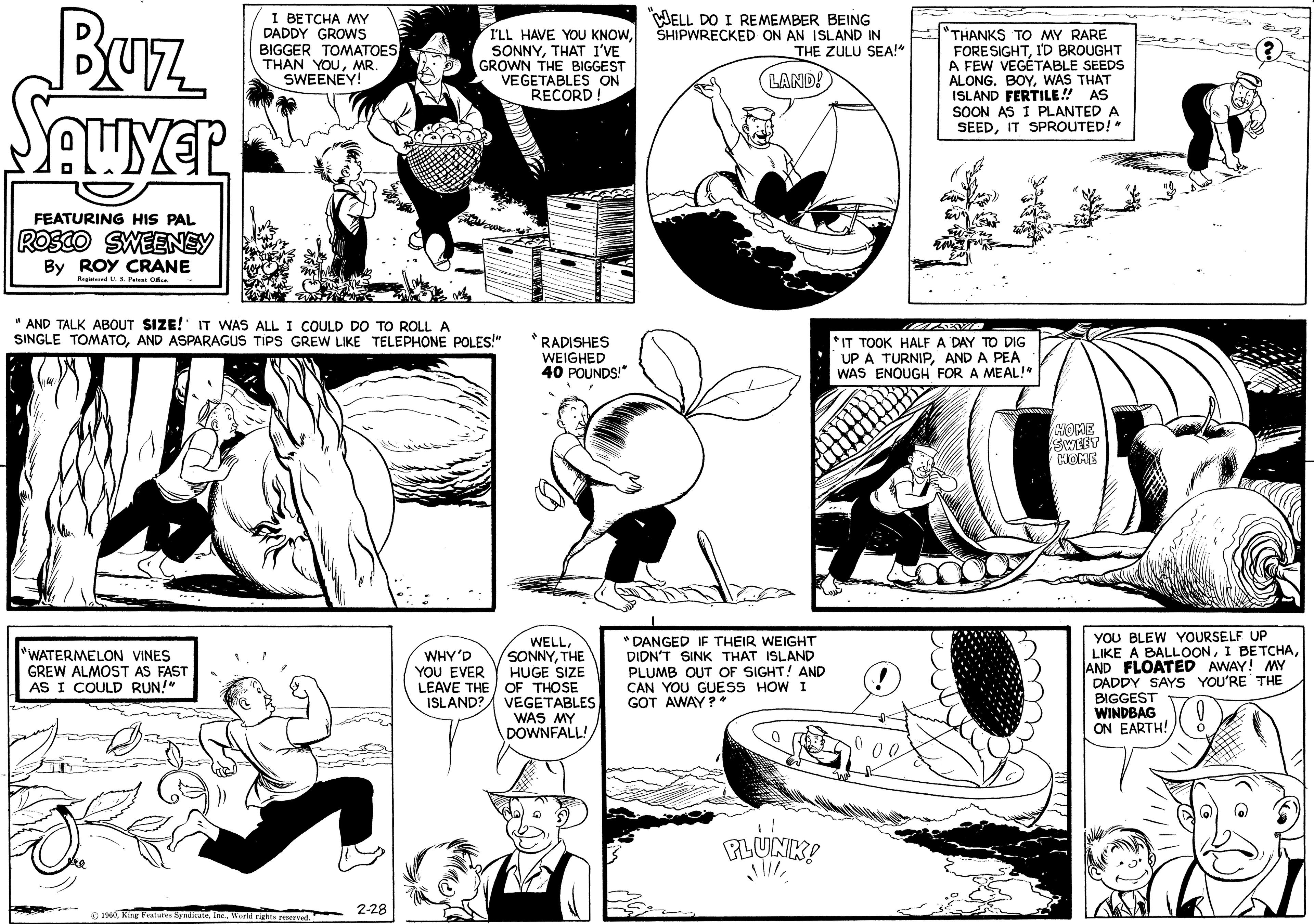 Gesture OCR: Buz SAUVER FEATURING HIS PAL ROSCO SWEENEY By ROY CRANE Registered U. S. Patent Office. I BETCHA MY DADDY GROWS BIGGER TOMATOES THAN YOUMR. SWEENEY! WATERMELON VINES GREW ALMOST AS FAST AS I COULD RUN!" "AND TALK ABOUT SIZE! IT WAS ALL I COULD DO TO ROLL A SINGLE TOMATOAND ASPARAGUS TIPS GREW LIKE TELEPHONE POLES!" 1960World rights reserved. I'LL HAVE YOU KNOWTHAT I'VE GROWN THE BIGGEST VEGETABLES ON RECORD! 2-28 WHY'D YOU EVER LEAVE THE ISLAND? " RADISHES WEIGHED 40 POUNDS!" WELLTHE HUGE SIZE OF THOSE VEGETABLES WAS MY DOWNFALL! WELL DO I REMEMBER BEING SHIPWRECKED ON AN ISLAND IN THE ZULU SEA!" LAND! "DANGED IF THEIR WEIGHT DIDN'T SINK THAT ISLAND PLUMB OUT OF SIGHT! AND CAN YOU GUESS HOW I GOT AWAY?" PLUNK! STIL THANKS TO MY RARE FORESIGHTI'D BROUGHT A FEW VEGETABLE SEEDS ALONG. BOYWAS THAT ISLAND FERTILE!! AS SOON AS I PLANTED A SEEDIT SPROUTED!" UTNYA "IT TOOK HALF A DAY TO DIG UP A TURNIPAND A PEA WAS ENOUGH FOR A MEAL!" HOME SWEET HOME YOU BLEW YOURSELF UP LIKE A BALLOONAND FLOATED AWAY! MY DADDY SAYS YOU'RE THE BIGGEST WINDBAG ON EARTH! 0 0 Ht Buz SAUVER FEATURING HIS PAL ROSCO SWEENEY By ROY CRANE Registered U. S. Patent Office . I BETCHA MY DADDY GROWS BIGGER TOMATOES THAN YOUMR . SWEENEY ! WATERMELON VINES GREW ALMOST AS FAST AS I COULD RUN ! " " AND TALK ABOUT SIZE ! IT WAS ALL I COULD DO TO ROLL A SINGLE TOMATOAND ASPARAGUS TIPS GREW LIKE TELEPHONE POLES ! " 1960King Features SyndicateWorld rights reserved . I'LL HAVE YOU KNOWTHAT I'VE GROWN THE BIGGEST VEGETABLES ON RECORD ! 2-28 WHY'D YOU EVER LEAVE THE ISLAND ? " RADISHES WEIGHED 40 POUNDS ! " WELLTHE HUGE SIZE OF THOSE VEGETABLES WAS MY DOWNFALL ! WELL DO I REMEMBER BEING SHIPWRECKED ON AN ISLAND IN THE ZULU SEA ! " LAND ! " DANGED IF THEIR WEIGHT DIDN'T SINK THAT ISLAND PLUMB OUT OF SIGHT ! AND CAN YOU GUESS HOW I GOT AWAY ? " PLUNK ! STIL THANKS TO MY RARE FORESIGHTI'D BROUGHT A FEW VEGETABLE SEEDS ALONG . BOYWAS THAT ISLAND FERTILE !! AS SOON AS I PLANTED A SEEDIT SPROUTED ! " UTNYA " IT TOOK HALF A DAY TO DIG UP A TURNIPAND A PEA WAS ENOUGH FOR A MEAL ! " HOME SWEET HOME YOU BLEW YOURSELF UP LIKE A BALLOONI BETCHAAND FLOATED AWAY ! MY DADDY SAYS YOU'RE THE BIGGEST WINDBAG ON EARTH ! 0 0 Ht