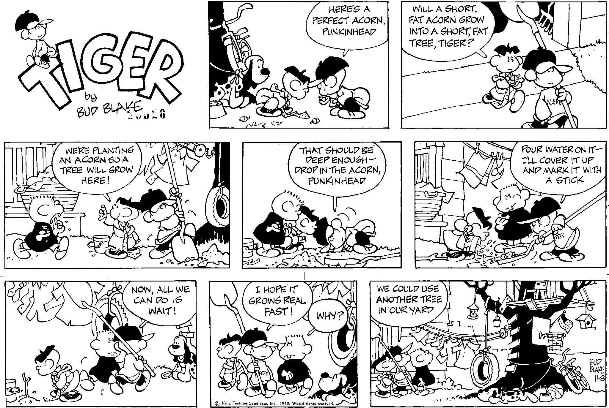 Human body OCR: by BUD BLAKE WE'RE PLANTING. AN ACORN SO A TREE WILL GROW HERE! NOWALL WE CAN DO IS WAIT! THAT SHOULD BE DEEP ENOUGH- DROP IN THE ACORNPUNKINHEAD I HOPE IT GROWS REAL FAST! HERE'S A PERFECT ACORNPUNKINHEAD yourure WHY? King Features Syndicate1970. World rights reserved. WILL A SHORTFAT ACORN GROW INTO A SHORTFAT TREETIGER? WE COULD USE ANOTHER TREE IN OUR YARD POUR WATER ON IT- I'LL COVER IT UP AND MARK IT WITH A STICK WEEER FLI ETH BUD BLAKE 11-8 by BUD BLAKE WE'RE PLANTING . AN ACORN SO A TREE WILL GROW HERE ! NOWALL WE CAN DO IS WAIT ! THAT SHOULD BE DEEP ENOUGH DROP IN THE ACORNPUNKINHEAD I HOPE IT GROWS REAL FAST ! HERE'S A PERFECT ACORNPUNKINHEAD yourure WHY ? King Features Syndicate1970. World rights reserved . WILL A SHORTFAT ACORN GROW INTO A SHORTFAT TREETIGER ? WE COULD USE ANOTHER TREE IN OUR YARD POUR WATER ON IT I'LL COVER IT UP AND MARK IT WITH A STICK WEEER FLI ETH BUD BLAKE 11-8