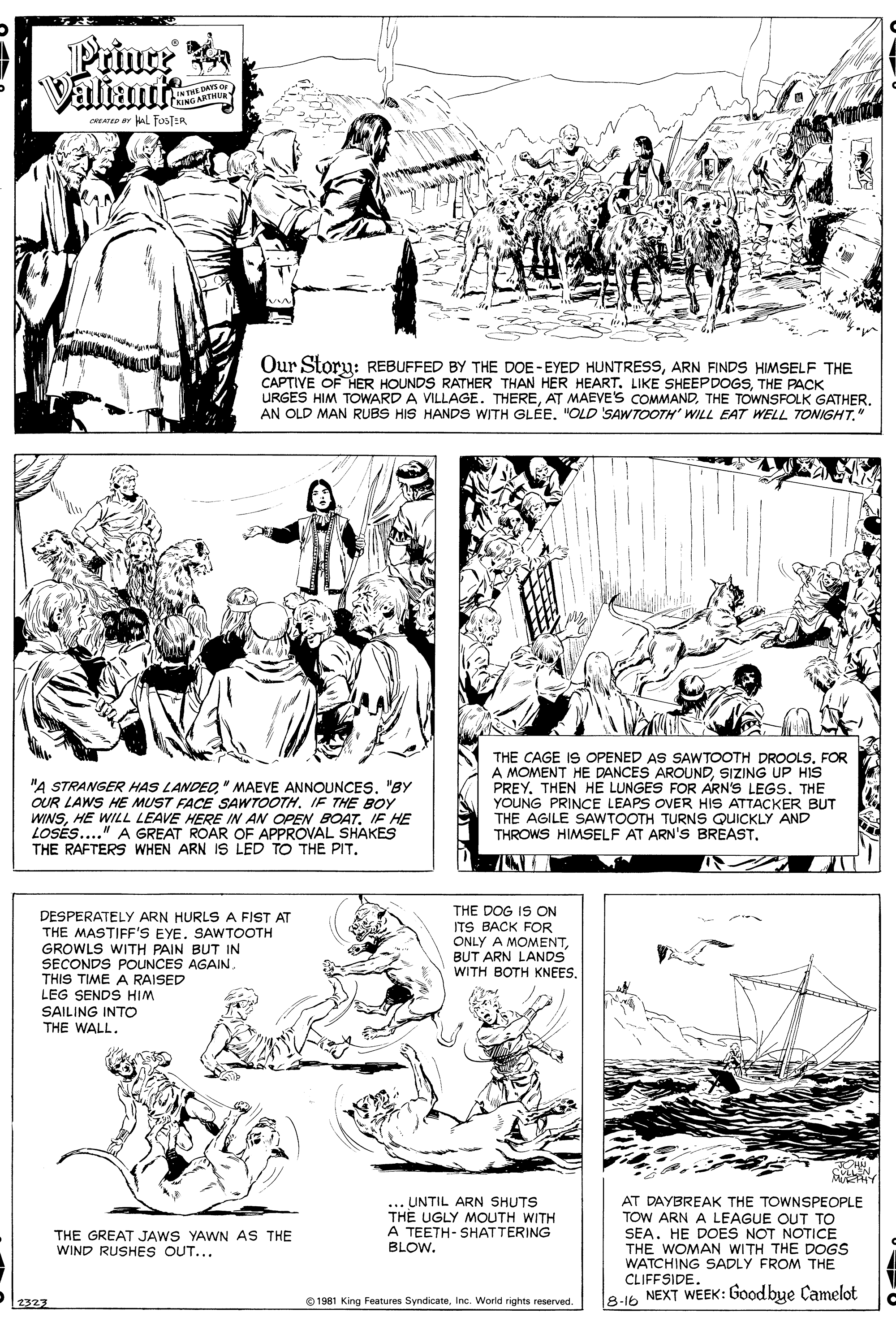 Illustration OCR: Prince A Valiante LINTHE DAYS NING ARTHU CREATED or Hal FosTER Our Storu: REBUFFED BY THE DOE -EYED HUNTRESSARN FINDS HIMSELF THE CAPTIVE OF HER HOUNDS RATHER THAN HER HEART. LIKE SHEEPDOGSTHE PACK URGES HIM TOWARD A VILLAGE. THERETHE TOWNSFOLK GATHER. AN OLD MAN RUBS HIS HANDS WITH GLÉE. "OLD SAWTOOTH' WILL EAT WELL TONIGHT" "A STRANGER HAS LANDEO" MAEVE ANNOUNCES. "BY OUR LAWS HE MUST FACE SAWTOOTH. IF THE BOY WINSHE WILL LEAVE HERE IN AN OPEN BOAT. IF HE LOSES..." A GREAT ROAR OF APPROVAL SHAKES THE RAFTERS WHEN ARN IS LED TO THE PIT. THE CAGE IS OPENED AS SAWTOOTH DROOLS. FOR A MOMENT HE DANCES AROUNDSIZING UP HIS PREYTHEN HE LUNGES FOR ARN'S LEGS. THE YOUNG PRINCE LEAPS OVER HIS ATTACKER BUT THE AGILE SAWTOOTH TURNS QUICKLY AND THROWS HIMSELF AT ARN'S BREAST. DESPERATELY ARN HURLS A FIST AT THE MASTIFF'S EYE. SAWTOOTH GROWLS WITH PAIN BUT IN SECONDS POUNCES AGAIN. THIS TIME A RAISED LEG SENDS HIM SAILING INTO THE WALL. THE DOG IS ON ITS BACK FOR ONLY A MOMENTBUT ARN LANDS WITH BOTH KNEES. . UNTIL ARN SHUTS THE UGLY MOUTH WITH A TEETH- SHATTERING BLOW. AT DAYBREAK THE TOWNSPEOPLE TOW ARN A LEAGUE OUT TO SEA. HE DOES NOT NOTICE THE WOMAN WITH THE DOGS WATCHING SADLY FROM THE CLIFFSIDE. THE GREAT JAWS YAWN AS THE WIND RUSHES OUT... O 1981 King Features SyndicateInc. World ights reserved. 8-16 NEXT WEEK: Good bye Camelot 2323 Prince A Valiante LINTHE DAYS NING ARTHU CREATED or Hal FosTER Our Storu: REBUFFED BY THE DOE -EYED HUNTRESSARN FINDS HIMSELF THE CAPTIVE OF HER HOUNDS RATHER THAN HER HEART. LIKE SHEEPDOGSTHE PACK URGES HIM TOWARD A VILLAGE. THEREAT MAEVE'S COMMANDTHE TOWNSFOLK GATHER. AN OLD MAN RUBS HIS HANDS WITH GLÉE. "OLD SAWTOOTH' WILL EAT WELL TONIGHT" "A STRANGER HAS LANDEO" MAEVE ANNOUNCES. "BY OUR LAWS HE MUST FACE SAWTOOTH. IF THE BOY WINSHE WILL LEAVE HERE IN AN OPEN BOAT. IF HE LOSES..." A GREAT ROAR OF APPROVAL SHAKES THE RAFTERS WHEN ARN IS LED TO THE PIT. THE CAGE IS OPENED AS SAWTOOTH DROOLS. FOR A MOMENT HE DANCES AROUNDSIZING UP HIS PREYTHEN HE LUNGES FOR ARN'S LEGS. THE YOUNG PRINCE LEAPS OVER HIS ATTACKER BUT THE AGILE SAWTOOTH TURNS QUICKLY AND THROWS HIMSELF AT ARN'S BREAST. DESPERATELY ARN HURLS A FIST AT THE MASTIFF'S EYE. SAWTOOTH GROWLS WITH PAIN BUT IN SECONDS POUNCES AGAIN. THIS TIME A RAISED LEG SENDS HIM SAILING INTO THE WALL. THE DOG IS ON ITS BACK FOR ONLY A MOMENTBUT ARN LANDS WITH BOTH KNEES. . UNTIL ARN SHUTS THE UGLY MOUTH WITH A TEETH- SHATTERING BLOW. AT DAYBREAK THE TOWNSPEOPLE TOW ARN A LEAGUE OUT TO SEA. HE DOES NOT NOTICE THE WOMAN WITH THE DOGS WATCHING SADLY FROM THE CLIFFSIDE. THE GREAT JAWS YAWN AS THE WIND RUSHES OUT... O 1981 King Features SyndicateInc. World ights reserved. 8-16 NEXT WEEK: Good bye Camelot 2323