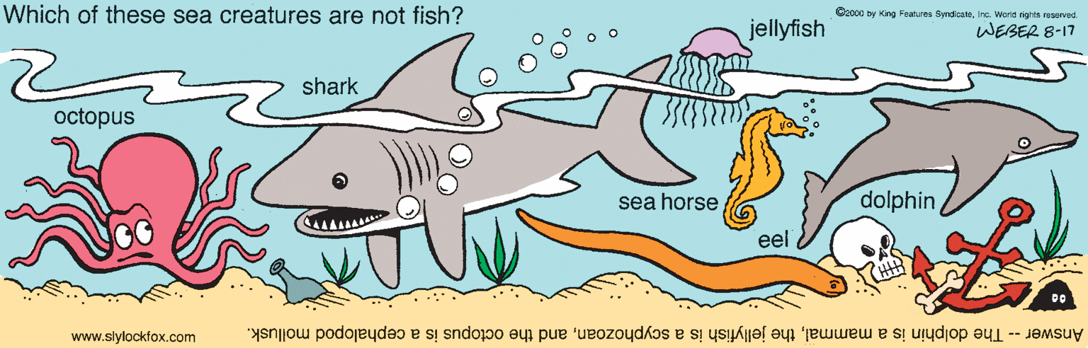 Cartilaginous fish OCR: Which of these sea creatures are not fish? C2000 by King Features SyndicateInc. World rights reserved. jellyfish WEBER 8-17 shark octopus sea horse dolphineel www.slylockfox.com Answer -- The dolphin is a mammaland the octopus is a cephalopod mollusk. Which of these sea creatures are not fish? C2000 by King Features SyndicateInc. World rights reserved. jellyfish WEBER 8-17 shark octopus sea horse dolphineel www.slylockfox.com Answer -- The dolphin is a mammalthe jellyfish is a scyphozoanand the octopus is a cephalopod mollusk.