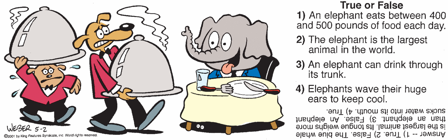 Meal OCR: True or False 1) An elephant eats between 400 and 500 pounds of food each day. 2) The elephant is the largest animal in the world. 3) An elephant can drink through its trunk. 4) Elephants wave their huge ears to keep cool. sucks water into its mouth. 4) True. than an elephant. 3) False. An elephant is the largest animal. Its tongue weighs more WEBER 5-2 O2001 by King Fealures Syndicaieinc. Word rights reserved. Answer -- 1) True. 2) False. The blue whale True or False 1) An elephant eats between 400 and 500 pounds of food each day. 2) The elephant is the largest animal in the world. 3) An elephant can drink through its trunk. 4) Elephants wave their huge ears to keep cool. sucks water into its mouth. 4) True. than an elephant. 3) False. An elephant is the largest animal. Its tongue weighs more WEBER 5-2 O2001 by King Fealures Syndicaieinc. Word rights reserved. Answer -- 1) True. 2) False. The blue whale