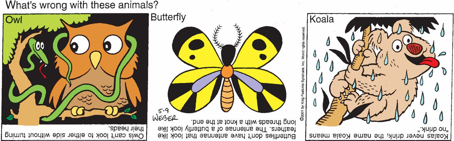 Happy OCR: What's wrong with these animals? Butterfly Owl ?oala 5-9 WEBER feathers. The antennae of a butterfly look like long threads with a knot at the end. their heads. "no drink." Koalas never drink; the name Koala means Owis can't look to either side without turning Butterflies don't have antennae that look like What's wrong with these animals? Butterfly Owl ?oala 5-9 WEBER feathers. The antennae of a butterfly look like long threads with a knot at the end. their heads. "no drink." Koalas never drink; the name Koala means Owis can't look to either side without turning Butterflies don't have antennae that look like