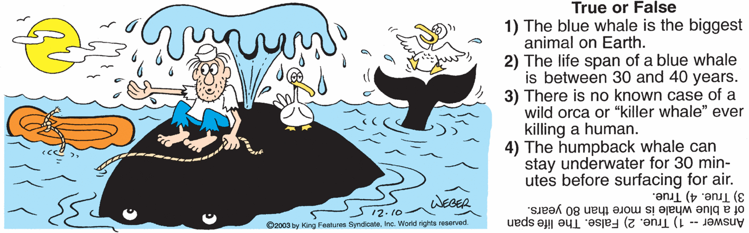 Illustration OCR: True or False 1) The blue whale is the biggest animal on Earth. 2) The life span of a blue whale is between 30 and 40 years. 3) There is no known case of a wild orca or “killer whale" ever killing a human. 4) The humpback whale can stay underwater for 30 min- utes before surfacing for air. WEGER 3) True. 4) True. of a blue whale is more than 80 years. Answer -- 1) True. 2) False. The life span 12. 10 ©2003 by King Features SyndicateInc. World rights reserved. True or False 1) The blue whale is the biggest animal on Earth. 2) The life span of a blue whale is between 30 and 40 years. 3) There is no known case of a wild orca or “killer whale" ever killing a human. 4) The humpback whale can stay underwater for 30 min- utes before surfacing for air. WEGER 3) True. 4) True. of a blue whale is more than 80 years. Answer -- 1) True. 2) False. The life span 12. 10 ©2003 by King Features SyndicateInc. World rights reserved.