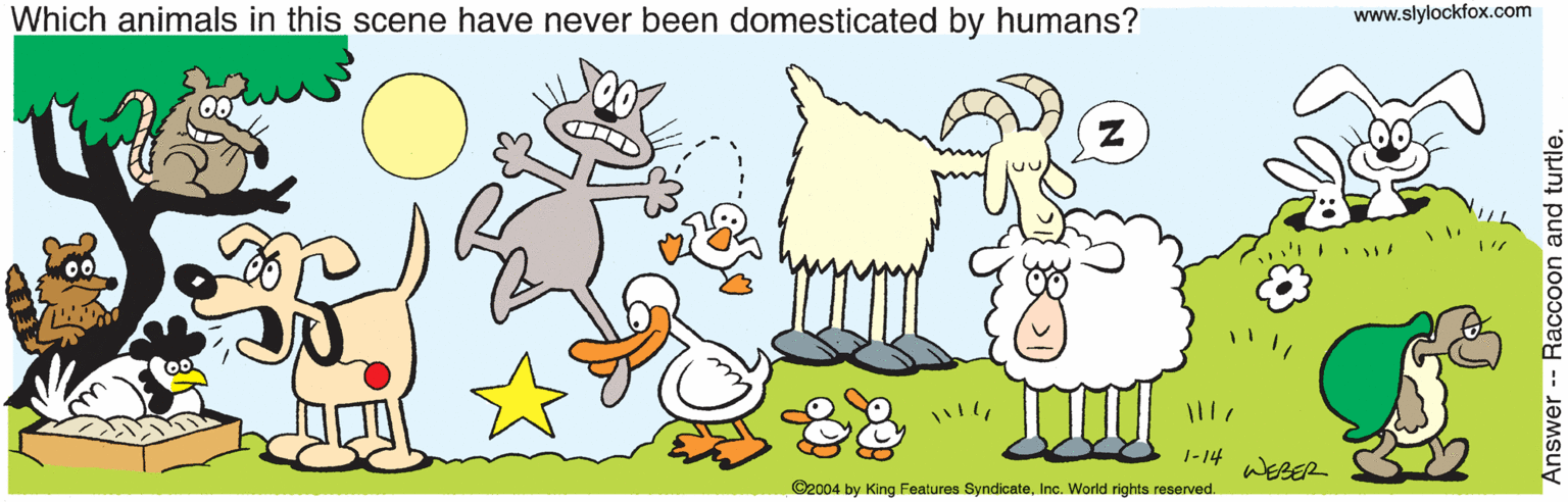 Tail OCR: Which animals in this scene have never been domesticated by humans? www.slylockfox.com 1111 1-14 WEBER ©2004 by King Features SyndicateInc. World rights reserved. Answer -- Raccoon and turtle. Which animals in this scene have never been domesticated by humans? www.slylockfox.com 1111 1-14 WEBER ©2004 by King Features SyndicateInc. World rights reserved. Answer -- Raccoon and turtle.