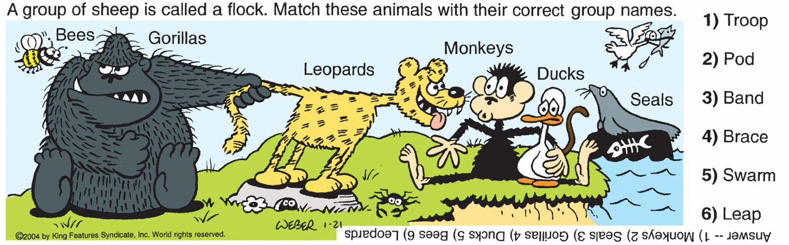 Cartoon OCR: A group of sheep is called a flock. Match these animals with their correct group names. Bees. 1) Troop Gorillas Monkeys 2) Pod Leopards Ducks Seals 3) Band 4) Brace 5) Swarm 6) Leap WEBER 1-21 ©2004 by King Features SyndicateInc. World rights reserved. Answer -- 1) Monkeys 2) Seals 3) Gorillas 4) Ducks 5) Bees 6) Leopards A group of sheep is called a flock. Match these animals with their correct group names. Bees. 1) Troop Gorillas Monkeys 2) Pod Leopards Ducks Seals 3) Band 4) Brace 5) Swarm 6) Leap WEBER 1-21 ©2004 by King Features SyndicateInc. World rights reserved. Answer -- 1) Monkeys 2) Seals 3) Gorillas 4) Ducks 5) Bees 6) Leopards