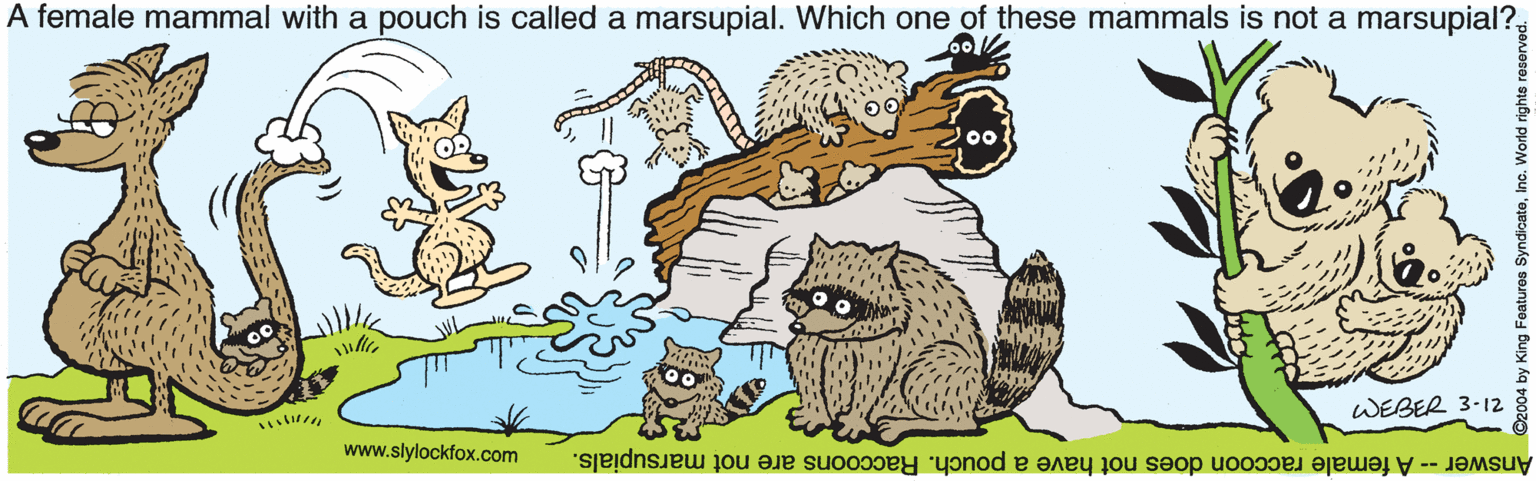 Drawing OCR: A female mammal with a pouch is called a marsupial. Which one of these mammals is not a marsupial?WEBER 3-12 www.slylockfox.com Answer -- A female raccoon does not have a pouch. Raccoons are not marsupials. C2004 by King Features SyndicateInc. A female mammal with a pouch is called a marsupial. Which one of these mammals is not a marsupial?WEBER 3-12 www.slylockfox.com Answer -- A female raccoon does not have a pouch. Raccoons are not marsupials. C2004 by King Features Syndicate
