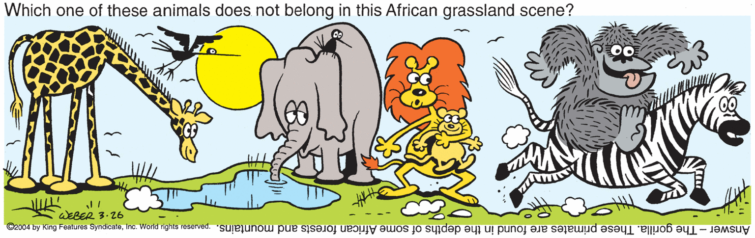 Elephant OCR: Which one of these animals does not belong in this African grassland scene? WEBER 3.26 Answer-The gorilla. These primates are found in the depths of some African forests and mountains. paruase siybu puoM ou 'ejeoipuks soune buy kq pO0ZO Which one of these animals does not belong in this African grassland scene? WEBER 3.26 Answer-The gorilla. These primates are found in the depths of some African forests and mountains. paruase siybu puoM ou 'ejeoipuks soune buy kq pO0ZO