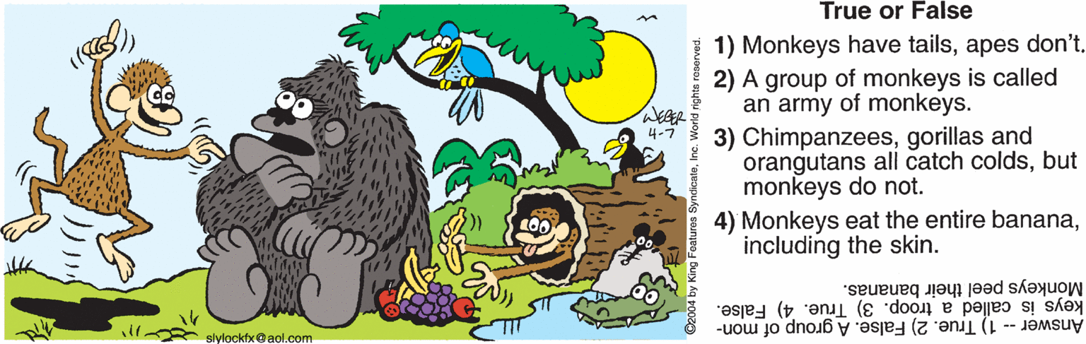 Mammal OCR: True or False 1) Monkeys have tailsapes don't. 2) A group of monkeys is called an army of monkeys. WEGER 3) Chimpanzeesgorillas and orangutans all catch coldsbut monkeys do not. 4) Monkeys eat the entire bananaincluding the skin. 4-7 Monkeys peel their bananas. keys is called a troop. 3) True. 4) False. Answer -- 1) True. 2) False. A group of mon- slylockfx@aol.com ©2004 by King SyndicateInc. Wor True or False 1) Monkeys have tailsapes don't. 2) A group of monkeys is called an army of monkeys. WEGER 3) Chimpanzeesgorillas and orangutans all catch coldsbut monkeys do not. 4) Monkeys eat the entire bananaincluding the skin. 4-7 Monkeys peel their bananas. keys is called a troop. 3) True. 4) False. Answer -- 1) True. 2) False. A group of mon- slylockfx@aol.com ©2004 by King SyndicateInc. Wor