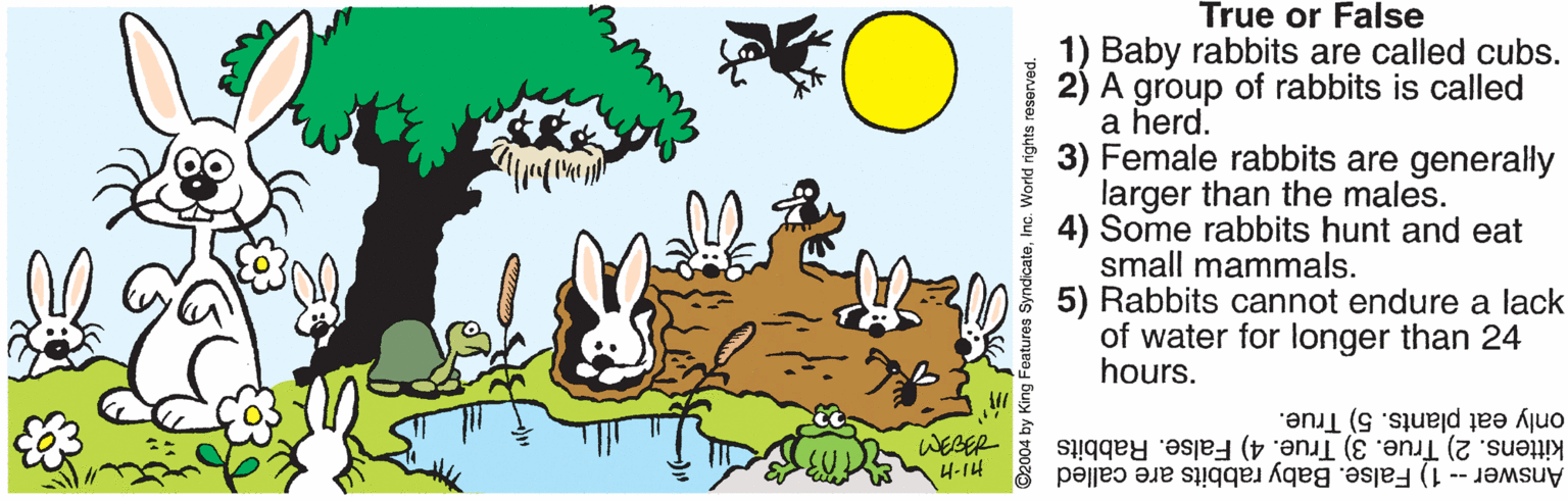 Line OCR: True or False 1) Baby rabbits are called cubs. 2) A group of rabbits is called a herd. 3) Female rabbits are generally larger than the males. 4) Some rabbits hunt and eat small mammals. 5) Rabbits cannot endure a lack of water for longer than 24 hours. only eat plants. 5) True. WEBER 4-14 kittens. 2) True. 3) True. 4) False. Rabbits Answer -- 1) False. Baby rabbits are called 2004 by King Features SyndicateInc. World rights reserved. True or False 1) Baby rabbits are called cubs. 2) A group of rabbits is called a herd. 3) Female rabbits are generally larger than the males. 4) Some rabbits hunt and eat small mammals. 5) Rabbits cannot endure a lack of water for longer than 24 hours. only eat plants. 5) True. WEBER 4-14 kittens. 2) True. 3) True. 4) False. Rabbits Answer -- 1) False. Baby rabbits are called 2004 by King Features SyndicateInc. World rights reserved.