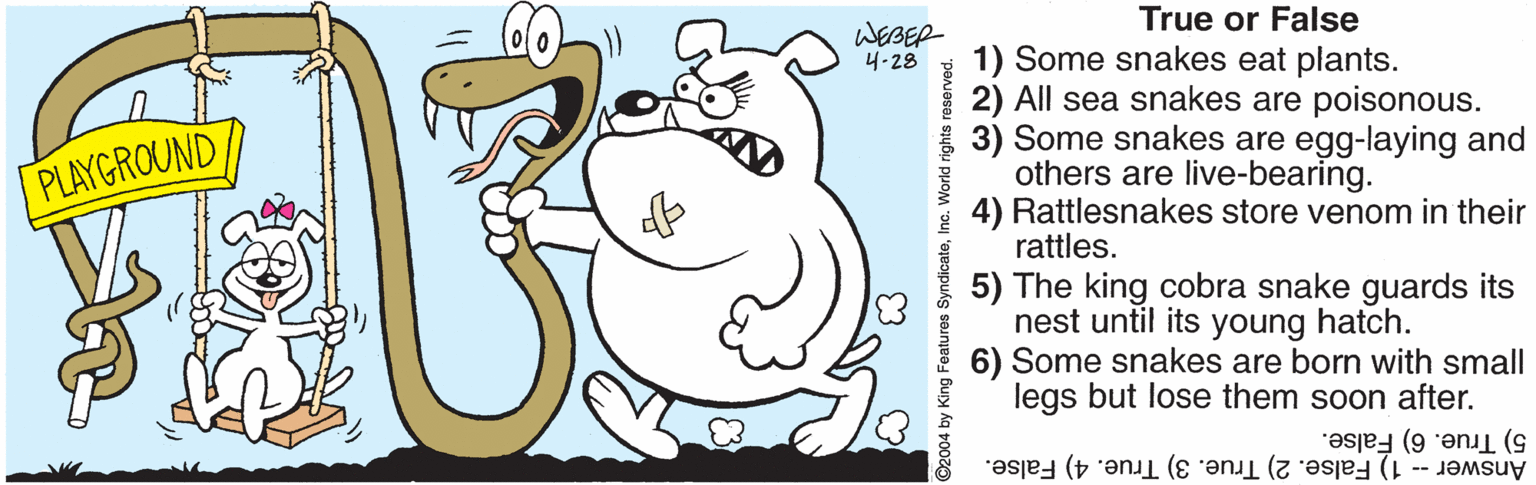 Rectangle OCR: True or False WEBER 4-28 1) Some snakes eat plants. 2) All sea snakes are poisonous. 3) Some snakes are egg-laying and others are live-bearing. 4) Rattlesnakes store venom in their rattles. PLAYGROUND 5) The king cobra snake guards its nest until its young hatch. 6) Some snakes are born with small legs but lose them soon after. Answer -- 1) False. 2) True. 3) True. 4) False. 5) True. 6) False. 02004 by King Features Syn eInc. World rights reserved. True or False WEBER 4-28 1) Some snakes eat plants. 2) All sea snakes are poisonous. 3) Some snakes are egg-laying and others are live-bearing. 4) Rattlesnakes store venom in their rattles. PLAYGROUND 5) The king cobra snake guards its nest until its young hatch. 6) Some snakes are born with small legs but lose them soon after. Answer -- 1) False. 2) True. 3) True. 4) False. 5) True. 6) False. 02004 by King Features Syn eInc. World rights reserved.