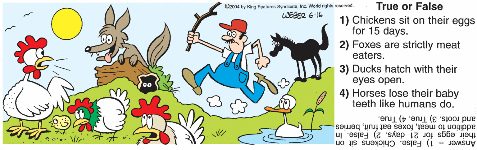 Art OCR: ©2004 by King Features SyndicateInc. World rights reserved. True or False WEBER 6:16 1) Chickens sit on their eggs for 15 days. 2) Foxes are strictly meat eaters. 3) Ducks hatch with their eyes open. 4) Horses lose their baby teeth like humans do. oo addition to meatberries. and roots. 3) True. 4) True. Answer - 1) False. Chickens sit on their eggs for 21 days. 2) False. In ©2004 by King Features SyndicateInc. World rights reserved. True or False WEBER 6:16 1) Chickens sit on their eggs for 15 days. 2) Foxes are strictly meat eaters. 3) Ducks hatch with their eyes open. 4) Horses lose their baby teeth like humans do. oo addition to meatfoxes eat fruitberries. and roots. 3) True. 4) True. Answer - 1) False. Chickens sit on their eggs for 21 days. 2) False. In