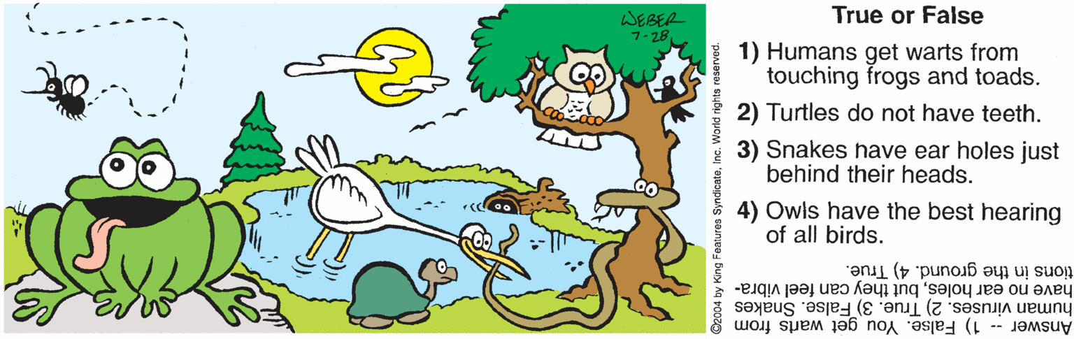 Tail OCR: True or False WEBER 7-28 1) Humans get warts from touching frogs and toads. 2) Turtles do not have teeth. 3) Snakes have ear holes just behind their heads. 4) Owls have the best hearing of all birds. have no ear holesbut they can feel vibra- human viruses. 2) True. 3) False. Snakes tions in the ground. 4) True. Answer -- 1) False. You get warts from ©2004 by King Features Syndicateinc. World rights reserved. True or False WEBER 7-28 1) Humans get warts from touching frogs and toads. 2) Turtles do not have teeth. 3) Snakes have ear holes just behind their heads. 4) Owls have the best hearing of all birds. have no ear holesbut they can feel vibra- human viruses. 2) True. 3) False. Snakes tions in the ground. 4) True. Answer -- 1) False. You get warts from ©2004 by King Features Syndicateinc. World rights reserved.