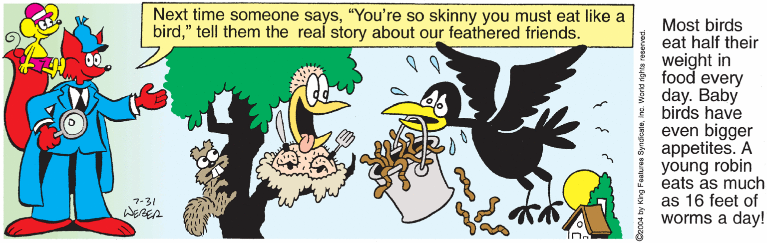 Illustration OCR: Next time someone says“You're so skinny you must eat like a bird" tell them the real story about our feathered friends. Most birds eat half their weight in food every day. Baby birds have even bigger appetites. A young robin eats as much as 16 feet of worms a day! 7-31 @2004 by King Features SyndicateInc. World rights reserved. Next time someone says“You're so skinny you must eat like a bird" tell them the real story about our feathered friends. Most birds eat half their weight in food every day. Baby birds have even bigger appetites. A young robin eats as much as 16 feet of worms a day! 7-31 @2004 by King Features SyndicateInc. World rights reserved.