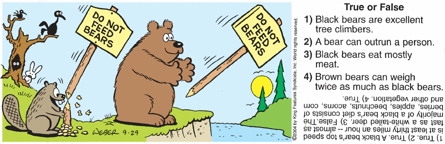 Humour OCR: 1) Black bears are excellent tree climbers. True or False 3) Black bears eat mostly meat. 2) A bear can outrun a person. DO NOT FEED BEARS 4) Brown bears can weigh twice as much as black bears. OD and other vegetation. 4) True. berriescorn fast as a white-tailed deer. 3) False.The is at least thirty miles an hour -- almost as 1) True. 2) True. A black bear's top speed majority of a black bear's diet consists of Wide WEBER 9-29 DO NOT FEED BEARS ©2004 by King Features SyndicateInc. World nghts reserved. 1) Black bears are excellent tree climbers. True or False 3) Black bears eat mostly meat. 2) A bear can outrun a person. DO NOT FEED BEARS 4) Brown bears can weigh twice as much as black bears. OD and other vegetation. 4) True. berriescorn fast as a white-tailed deer. 3) False.The is at least thirty miles an hour -- almost as 1) True. 2) True. A black bear's top speed majority of a black bear's diet consists of Wide WEBER 9-29 DO NOT FEED BEARS ©2004 by King Features SyndicateInc. World nghts reserved.