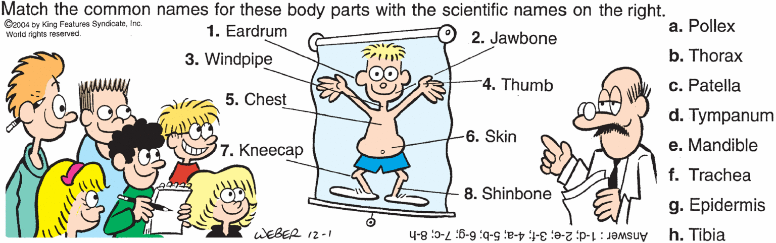 Organ OCR: Match the common names for these body parts with the scientific names on the right. ©2004 by King Features SyndicateInc. World rights reserved. 1. Eardrum a. Pollex 2. Jawbone 3. Windpipe b. Thorax 4. Thumb c. Patella 5. Chest d. Tympanum 6. Skin 7. Kneecap e. Mandible f. Trachea 8. Shinbone g. Epidermis WEBER 12-1 h. Tibia Answer : 1-d; 2-e; 3-f; 4-a; 5-b; 6-g; 7-c; 8-h Match the common names for these body parts with the scientific names on the right. ©2004 by King Features SyndicateInc. World rights reserved. 1. Eardrum a. Pollex 2. Jawbone 3. Windpipe b. Thorax 4. Thumb c. Patella 5. Chest d. Tympanum 6. Skin 7. Kneecap e. Mandible f. Trachea 8. Shinbone g. Epidermis WEBER 12-1 h. Tibia Answer : 1-d; 2-e; 3-f; 4-a; 5-b; 6-g; 7-c; 8-h