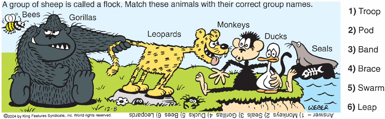 Cartoon OCR: A group of sheep is called a flock. Match these animals with their correct group names. Bees 1) Troop Gorillas Monkeys 2) Pod Leopards Ducks Seals 3) Band 4) Brace 5) Swarm WEBER 6) Leap ©2004 by King Features SyndicateInc. World rights reserved Answer - 1) Monkeys 2) Seals 3) Gorillas 4) Ducks 5) Bees 6) Leopards A group of sheep is called a flock. Match these animals with their correct group names. Bees 1) Troop Gorillas Monkeys 2) Pod Leopards Ducks Seals 3) Band 4) Brace 5) Swarm WEBER 6) Leap ©2004 by King Features SyndicateInc. World rights reserved Answer - 1) Monkeys 2) Seals 3) Gorillas 4) Ducks 5) Bees 6) Leopards