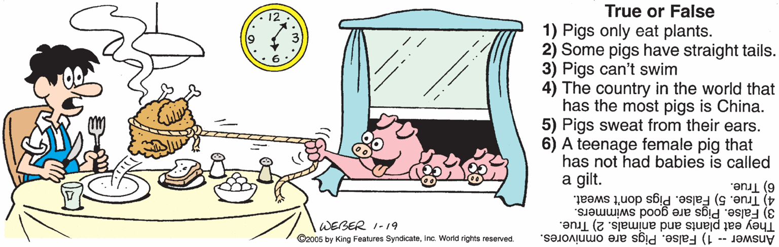 Rectangle OCR: True or False 12 1) Pigs only eat plants. 2) Some pigs have straight tails. 3) Pigs can't swim 4) The country in the world that has the most pigs is China. 5) Pigs sweat from their ears. 6) A teenage female pig that has not had babies is called a gilt. 4) True. 5) False. Pigs don't sweat. 6) 3 6) True. WEBER 1-19 ©2005 by King Features SyndicateInc. World rights reserved. They eat plants and animals. 2) True. 1) False. Pigs are omnivores. 3) False. Pigs are good swimmers. Answer -- True or False 12 1) Pigs only eat plants. 2) Some pigs have straight tails. 3) Pigs can't swim 4) The country in the world that has the most pigs is China. 5) Pigs sweat from their ears. 6) A teenage female pig that has not had babies is called a gilt. 4) True. 5) False. Pigs don't sweat. 6) 3 6) True. WEBER 1-19 ©2005 by King Features SyndicateInc. World rights reserved. They eat plants and animals. 2) True. 1) False. Pigs are omnivores. 3) False. Pigs are good swimmers. Answer --