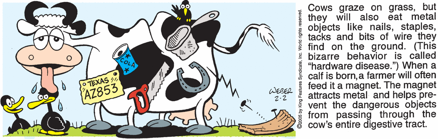 Graphics OCR: Cows graze on grassbut they will also eat metal objects like nailstacks and bits of wire they find on the ground. (This I bizarre behavior is called "hardware disease.") When a calf is borna farmer will often feed it a magnet. The magnet attracts metal and helps pre- vent the dangerous objects from passing through the cow's entire digestive tract. COLA TEXAS 1 AZ853 WEBER 2-2 ©2005 by King Features SyndicateInc. World rights reserved. Cows graze on grassbut they will also eat metal objects like nailstacks and bits of wire they find on the ground. (This I bizarre behavior is called "hardware disease.") When a calf is borna farmer will often feed it a magnet. The magnet attracts metal and helps pre- vent the dangerous objects from passing through the cow's entire digestive tract. COLA TEXAS 1 AZ853 WEBER 2-2 ©2005 by King Features SyndicateInc. World rights reserved.