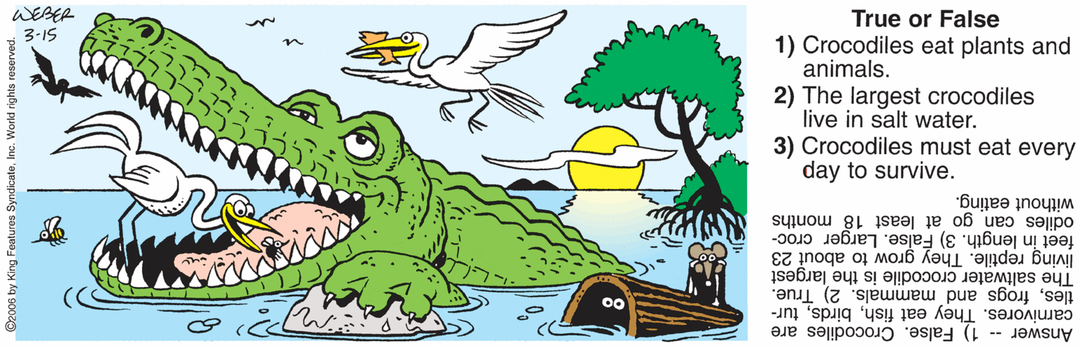 Bird OCR: WEBER 3-15 True or False 1) Crocodiles eat plants and animals. 2) The largest crocodiles live in salt water. 3) Crocodiles must eat every day to survive. without eating. odiles can go at least 18 months feet in length. 3) False. Larger croc- living reptile. They grow to about 23 tlesfrogs and mammals. 2) True. The saltwater crocodile is the largest carnivores. They eat fishtur- Answer -- 1) False. Crocodiles are ©2006 by King Features SyndicateInc. World rights re WEBER 3-15 True or False 1) Crocodiles eat plants and animals. 2) The largest crocodiles live in salt water. 3) Crocodiles must eat every day to survive. without eating. odiles can go at least 18 months feet in length. 3) False. Larger croc- living reptile. They grow to about 23 tlesfrogs and mammals. 2) True. The saltwater crocodile is the largest carnivores. They eat fishtur- Answer -- 1) False. Crocodiles are ©2006 by King Features SyndicateInc. World rights re