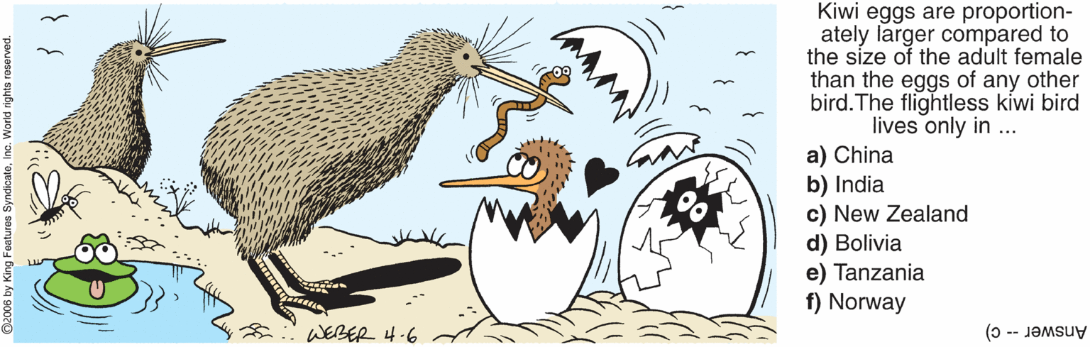 Drawing OCR: Kiwi eggs are proportion- ately larger compared to the size of the adult female than the eggs of any other bird. The flightless kiwi bird lives only in... a) China b) India c) New Zealand d) Bolivia e) Tanzania f) Norway WEBER 4-6 Answer -- c) Kiwi eggs are proportion- ately larger compared to the size of the adult female than the eggs of any other bird. The flightless kiwi bird lives only in... a) China b) India c) New Zealand d) Bolivia e) Tanzania f) Norway WEBER 4-6 Answer -- c)