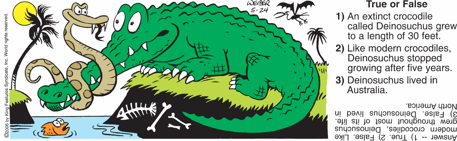 Alligator OCR: WERER True or False S-24 1) An extinct crocodile called Deinosuchus grew to a length of 30 feet. 2) Like modern crocodilesDeinosuchus stopped growing after five years. 3) Deinosuchus lived in Australia. North America. 3) False. Deinosuchus lived in grew throughout most of its life. Answer 1) True. 2) False. Like modern crocodilesDeinosuchus 2006 by King Foatures SyndicateInc. World rights reserved. WERER True or False S-24 1) An extinct crocodile called Deinosuchus grew to a length of 30 feet. 2) Like modern crocodilesDeinosuchus stopped growing after five years. 3) Deinosuchus lived in Australia. North America. 3) False. Deinosuchus lived in grew throughout most of its life. Answer 1) True. 2) False. Like modern crocodilesDeinosuchus 2006 by King Foatures SyndicateInc. World rights reserved.