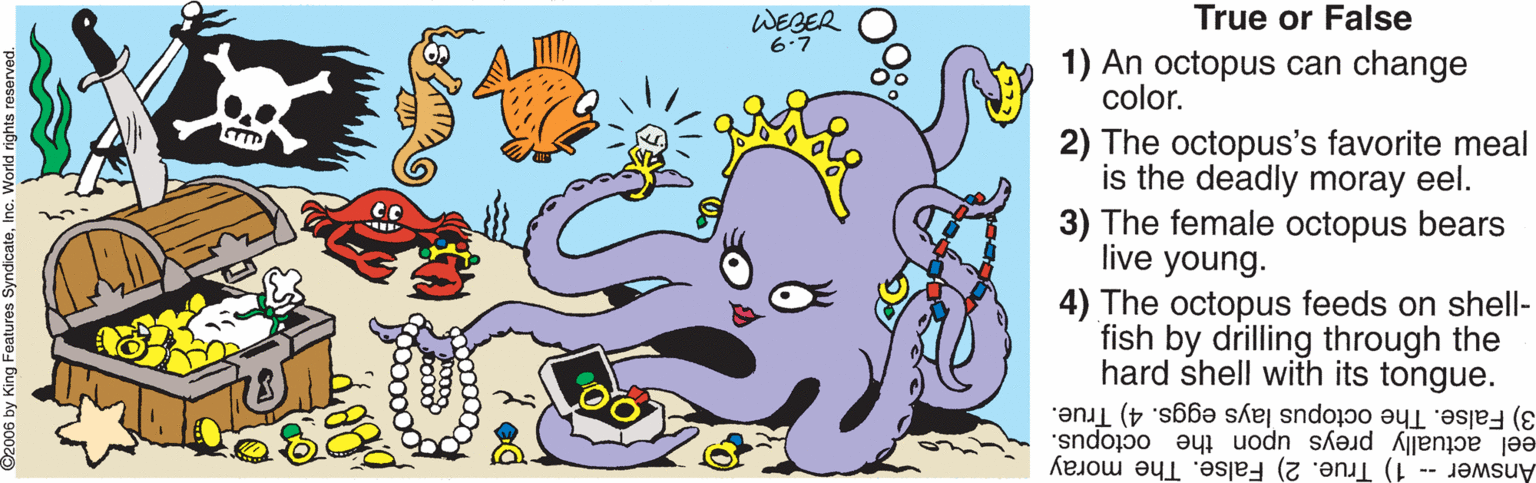Yellow OCR: True or False WEBER 6:7 1) An octopus can change color. 2) The octopus's favorite meal is the deadly moray eel. 3) The female octopus bears live young. 4) The octopus feeds on shell- fish by drilling through the hard shell with its tongue. 3) False. The octopus lays eggs. 4) True. eel actually preys upon the octopus. Answer -- 1) True. 2) False. The moray 3 by King Features SyndicateTrue or False WEBER 6:7 1) An octopus can change color. 2) The octopus's favorite meal is the deadly moray eel. 3) The female octopus bears live young. 4) The octopus feeds on shell- fish by drilling through the hard shell with its tongue. 3) False. The octopus lays eggs. 4) True. eel actually preys upon the octopus. Answer -- 1) True. 2) False. The moray 3 by King Features Syndicate